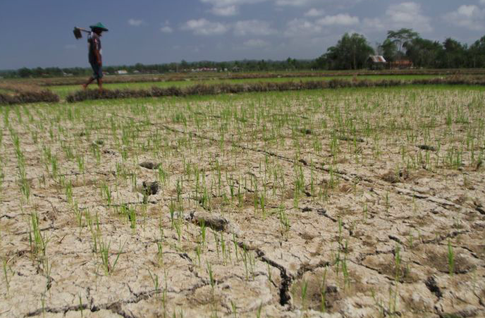 Petani berjalan dipematang sawah tanaman padi yang dilanda kekeringan akibat kemarau di areal persawahan