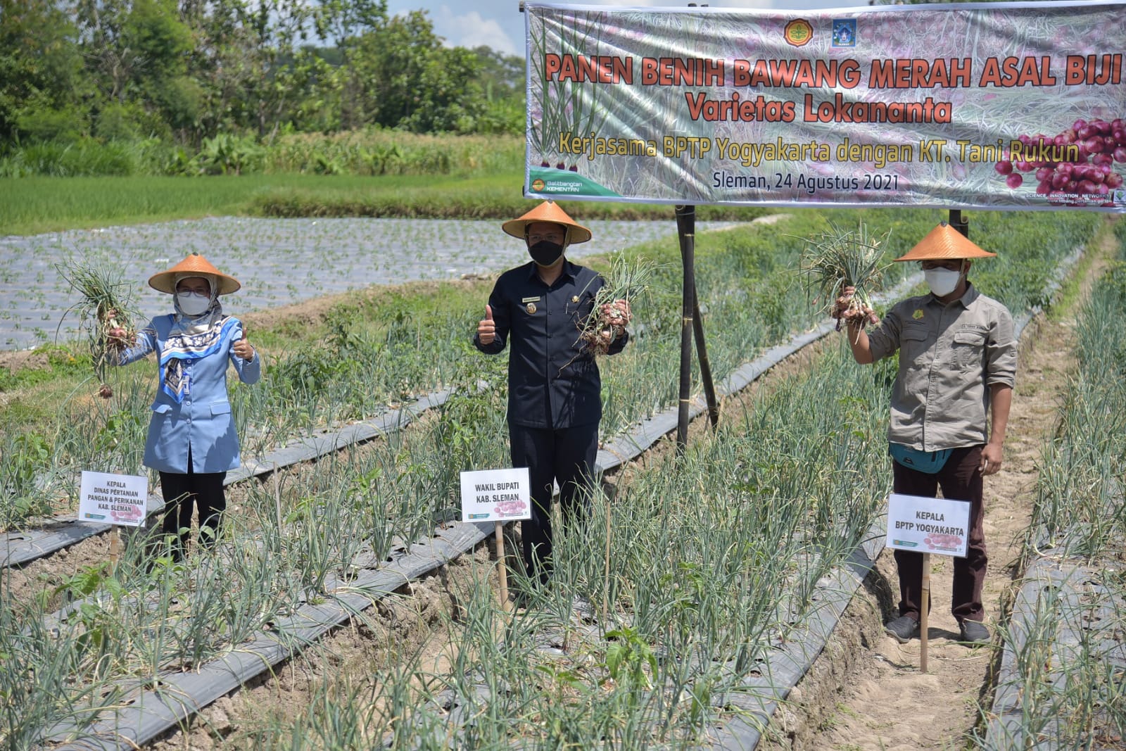Wakil Bupati Sleman Danang Maharsa mengawali panen bawang merah untuk benih.