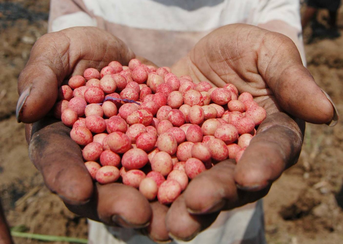Petani menunjukkan bibit tanaman edamame