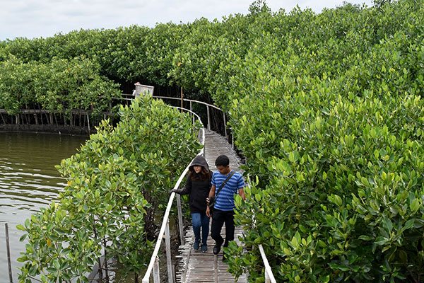 Desa Wisata Mangrove di Bulukumba Siap Jadi Destinasi Wisata Baru