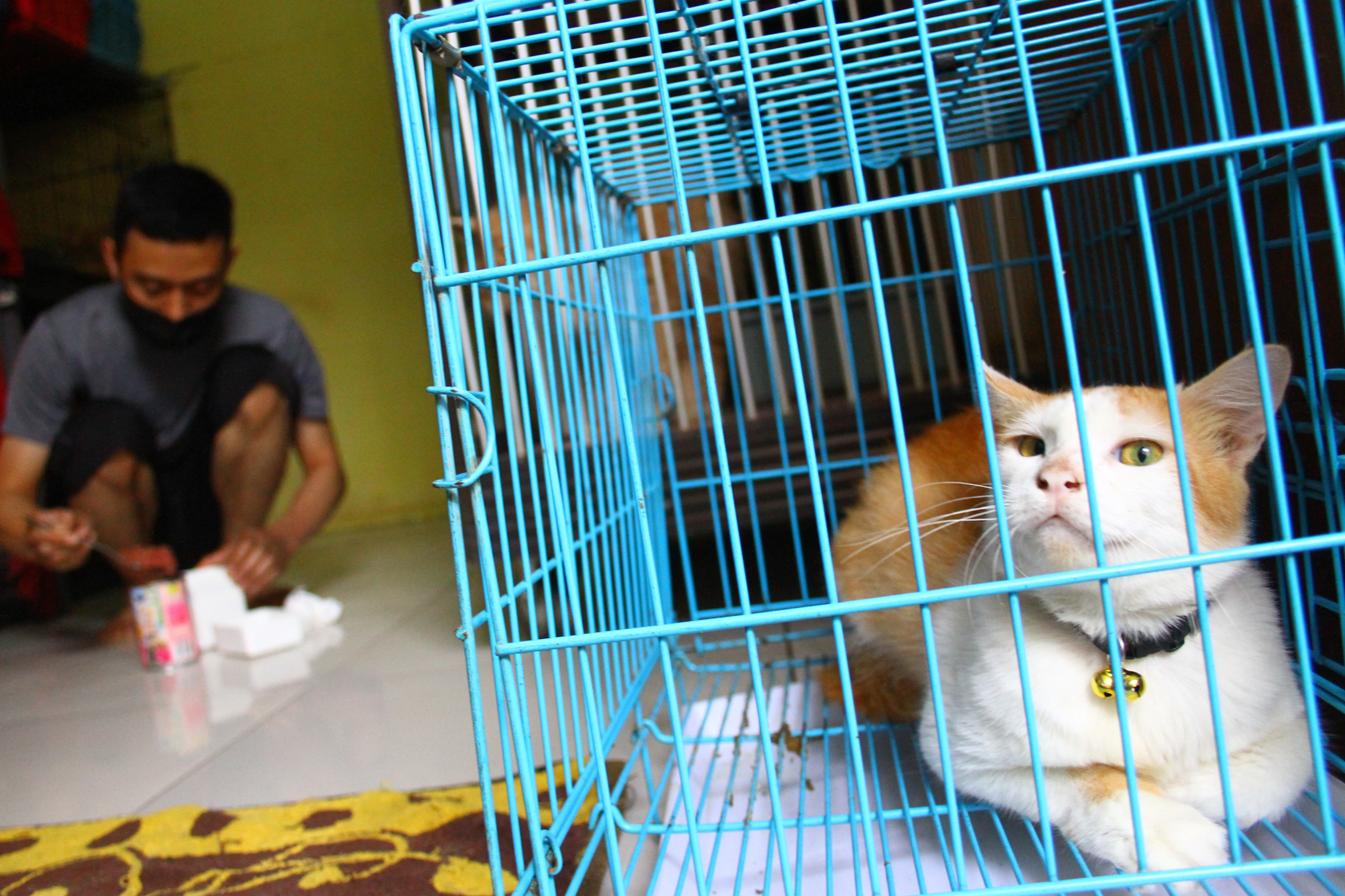 Pekerja memberi makan kucing di tempat penitipan hewan di Lowokwaru, Malang, Jawa Timur.