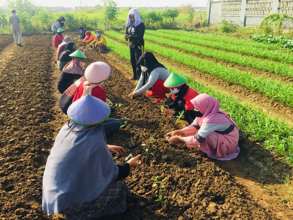 Sinar Mas Land melalui KIIC Dampingi Warga Karawang dalam Bertani