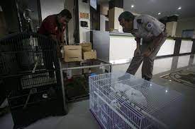 Penyelundupan 458 Burung Digagalkan Karantina Pertanian Lampung