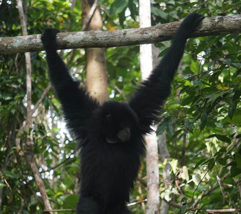 Salah satu dari tiga ekor Owa Siamang dilepas liarkan oleh BKSDA Sumsel di Suaka Margasatwa Muba usai dinyatakan negatif Covid.