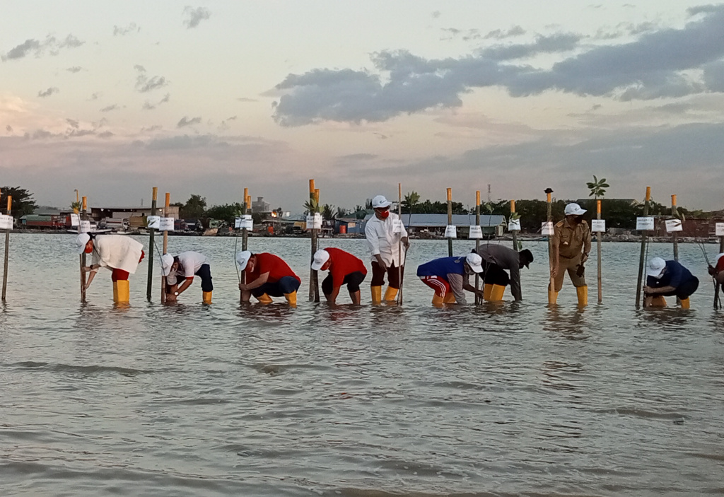 Dukung Go Green Pelindo IV Tanam Seribu Mangrove di MNP