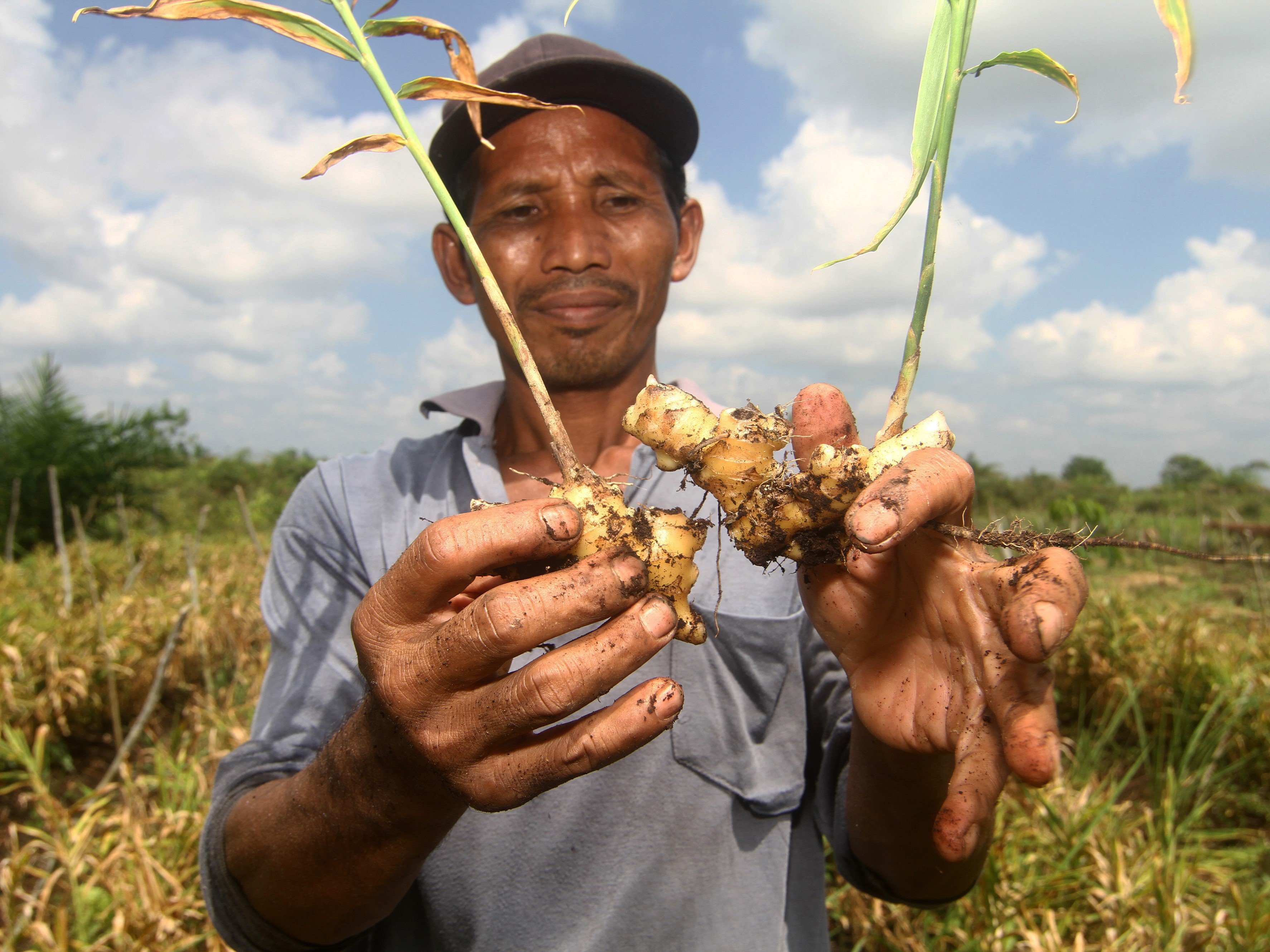 Petani memperlihatkan tanaman jahe.
