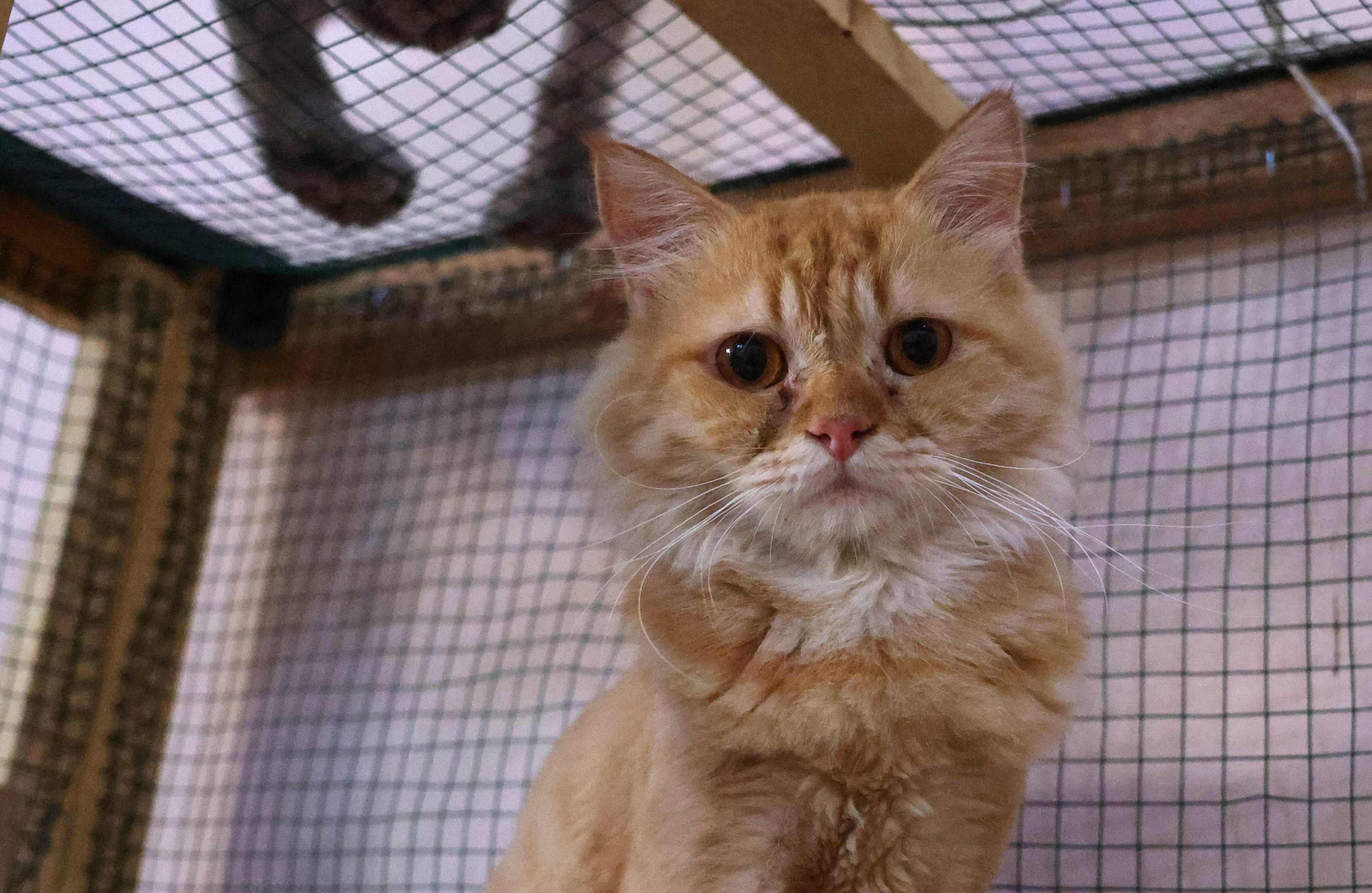 Kucing peliharaan kerap terbengkalai karena manusia yang memeliharanya tidak merawat dengan baik, mereka memelihara hanya sekedar trend. 