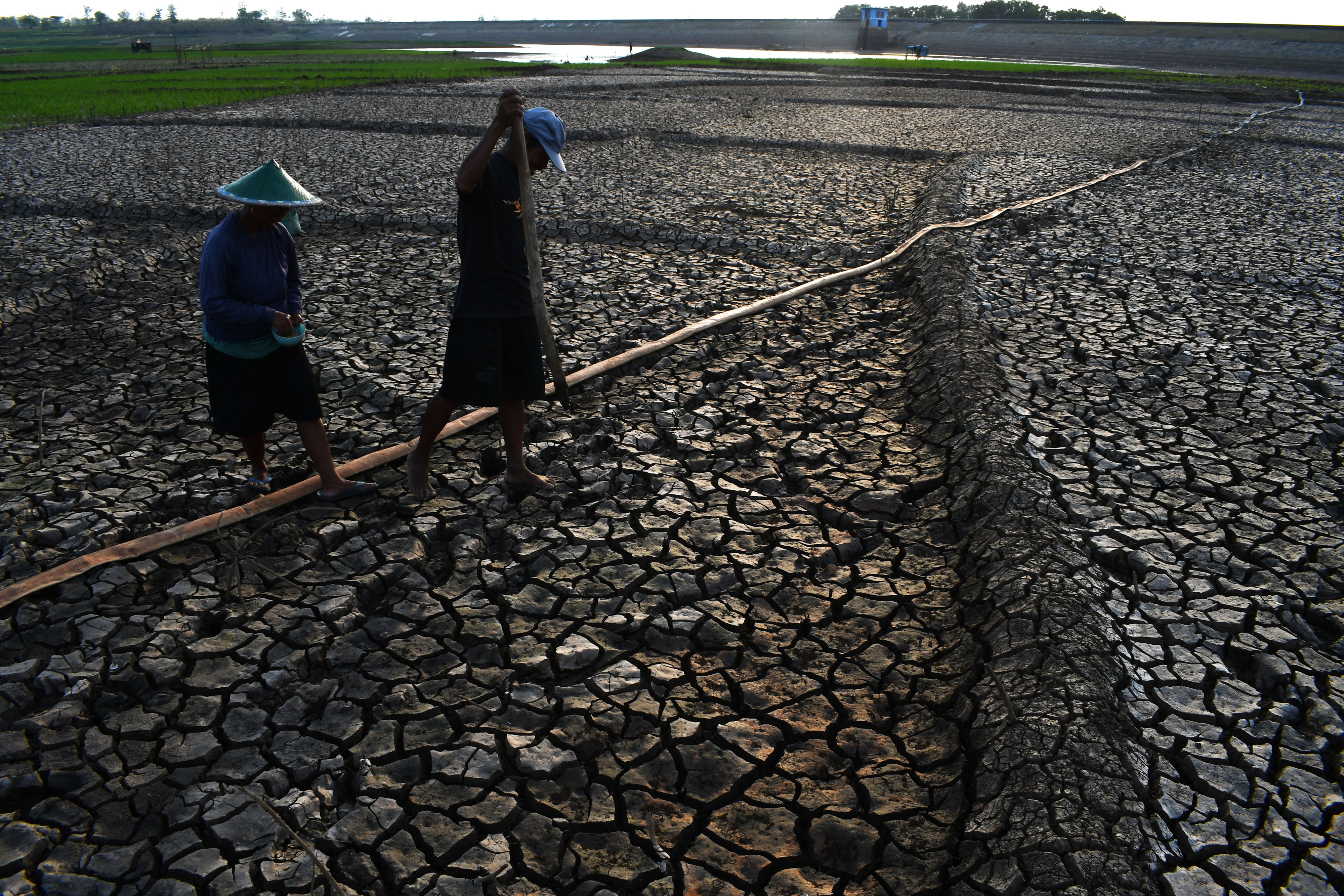 Petani menanam sayutan atau jagung di lahan yang mengering. 