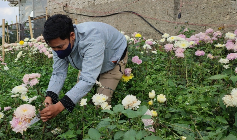 Seorang petani bunga potong di Kampung Pamecelan, Desa Sukajaya, Kecamatan Lembang, Jawa Barat.
