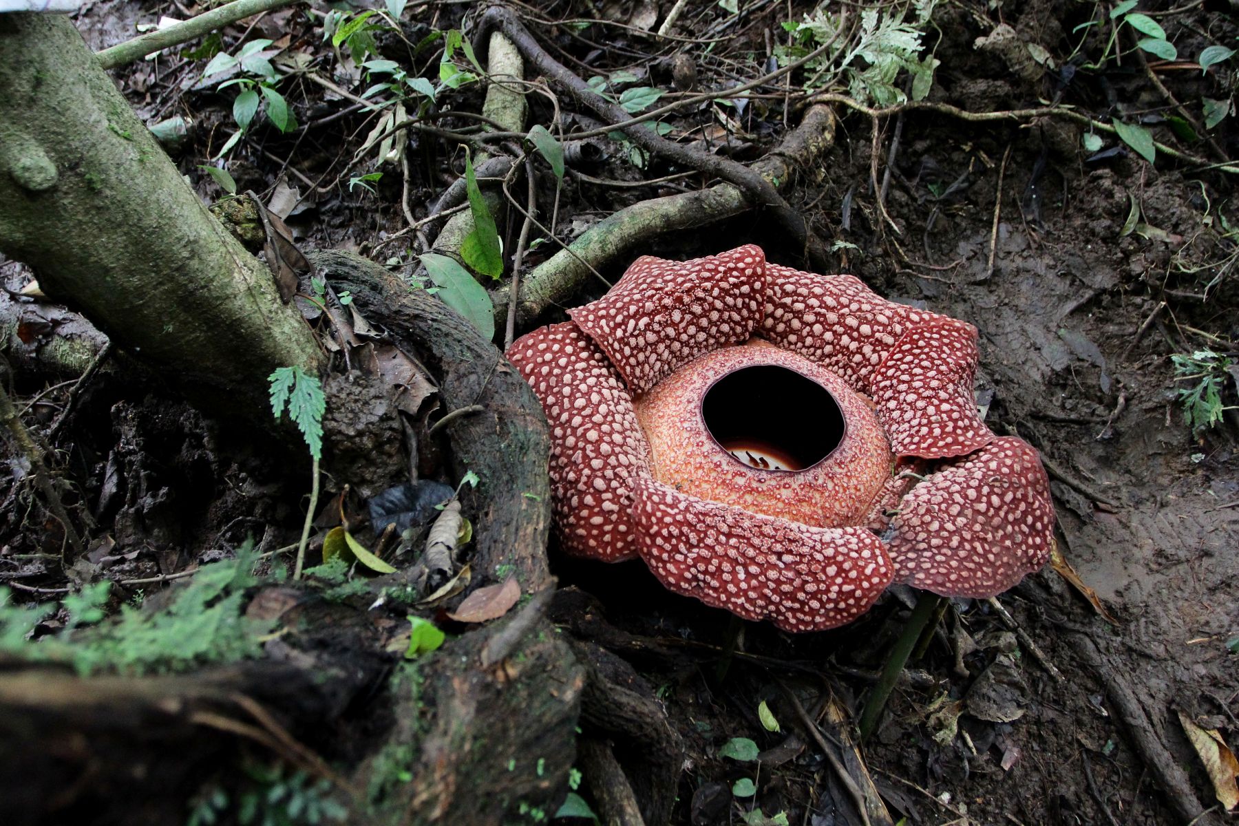 Rafflesia arnoldii