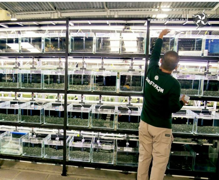 Budidaya ikan Guppy secara modern dilakukan di Swasti Farm 