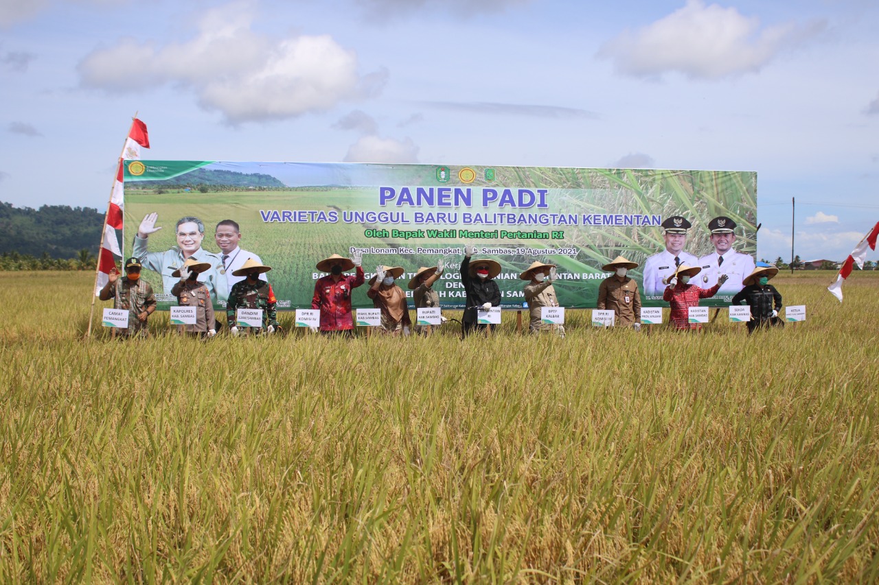 Wakil Menteri Pertanian Harvick Hasnul Qalbi (kelima dari kanan) melakukan panen padi di Kabupaten Sambas, Kalbar, Kamis (19/8).