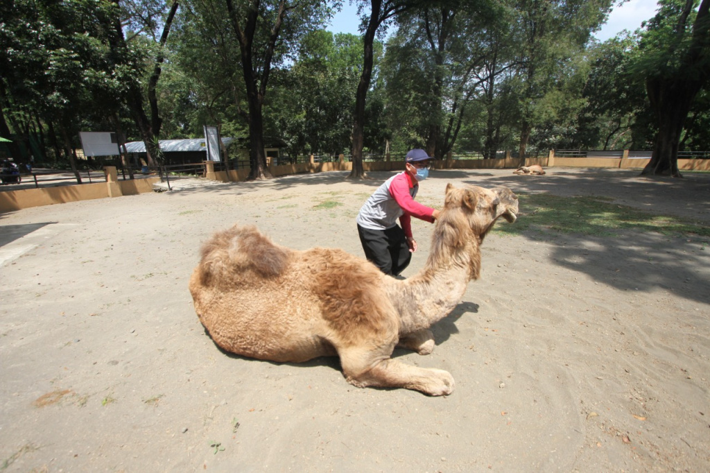 Salah satu koleksi satwa di lembaga konservasi Jawa Tengah