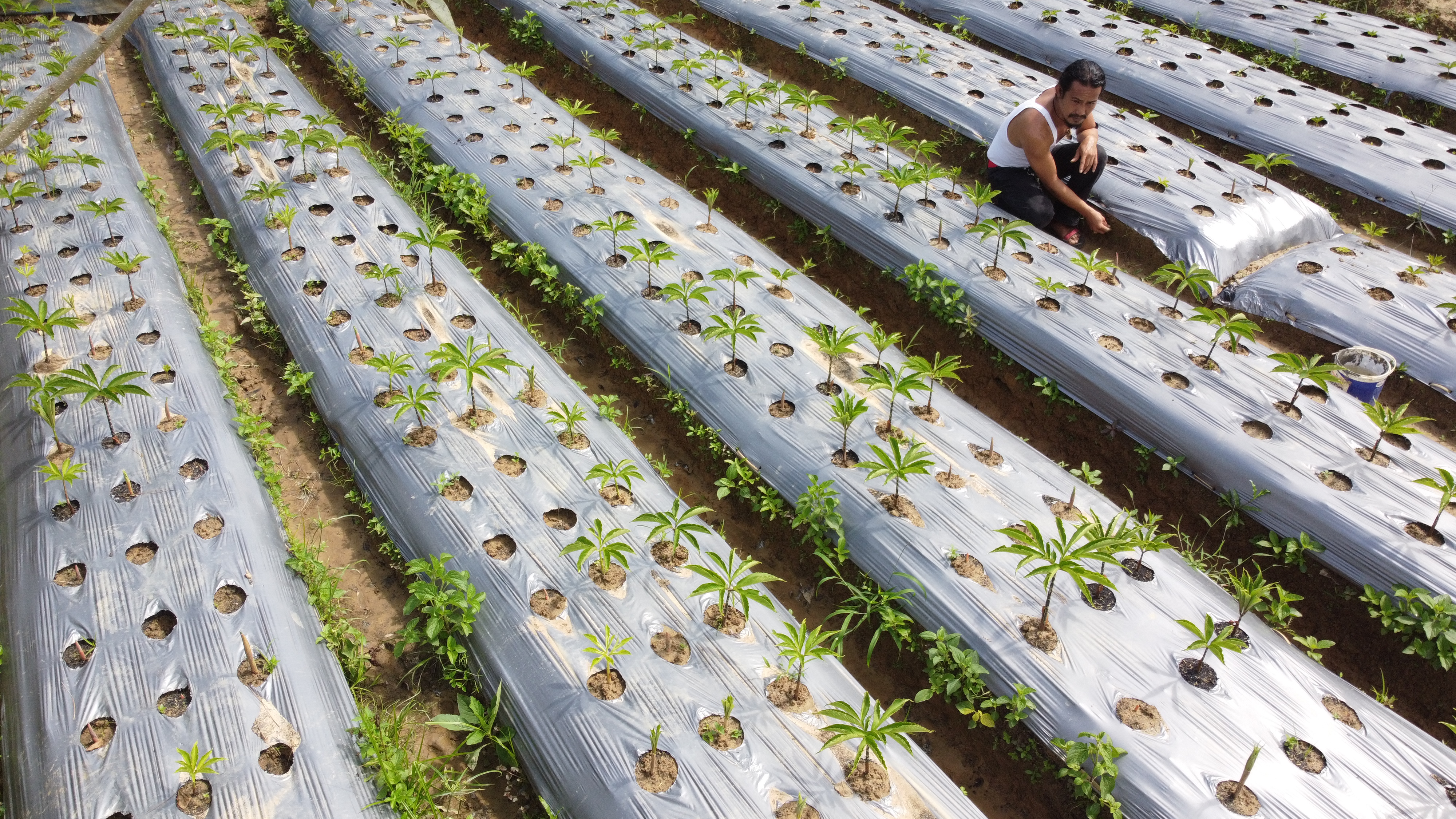 Buddaiay tanaman umbi Porang