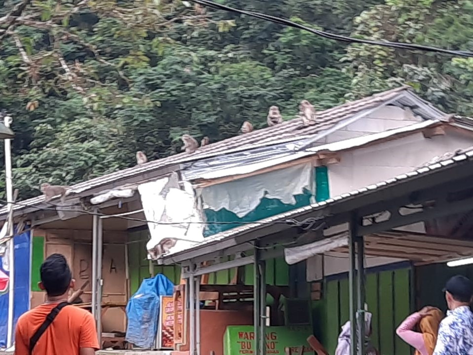 Warga menyaksikan monyet yang kelaparan turun dari Gunung Galunggung.