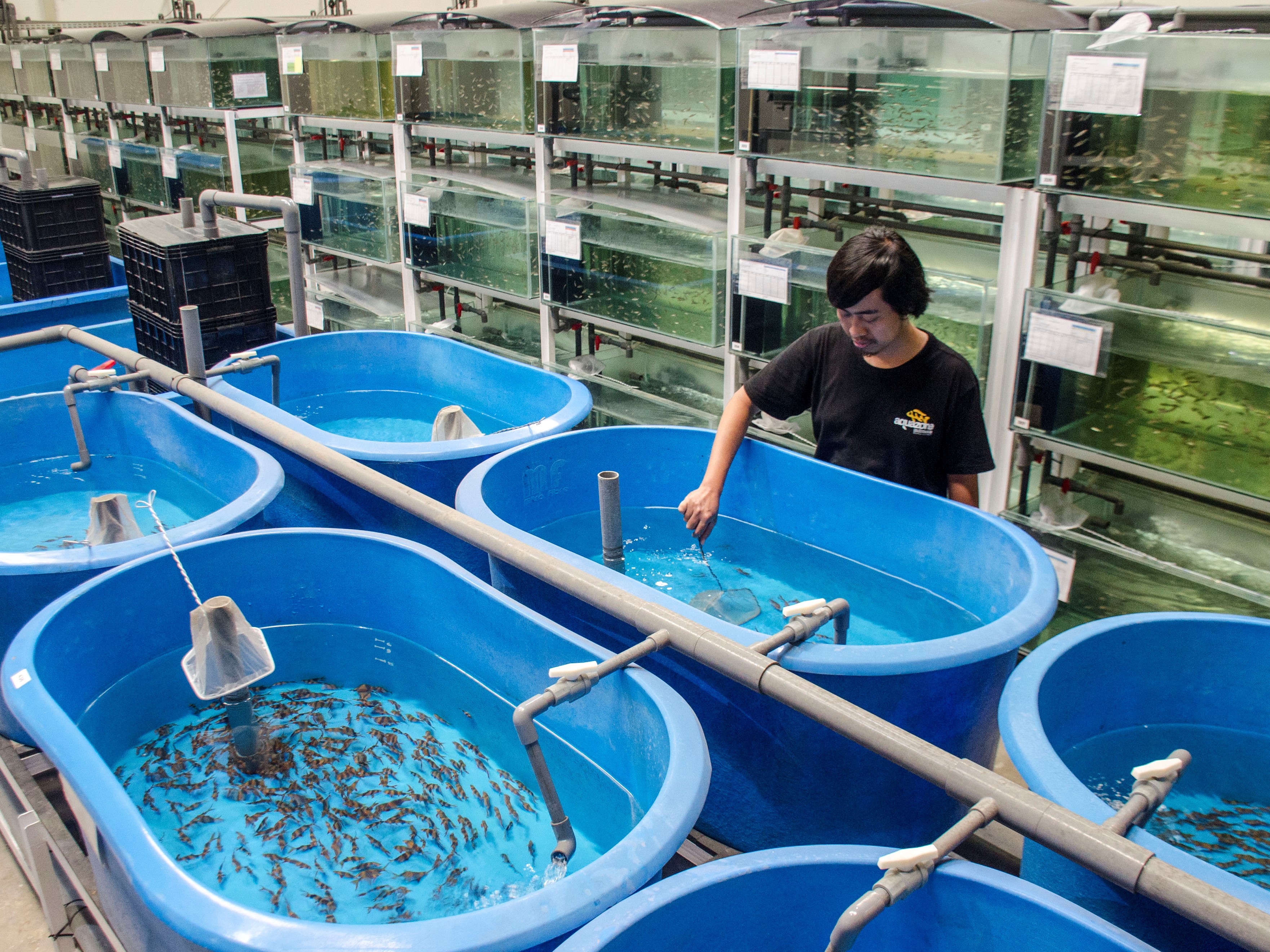 Karyawan merawat ikan hias di Aquazone Indonesia, Bandung, Jawa Barat.