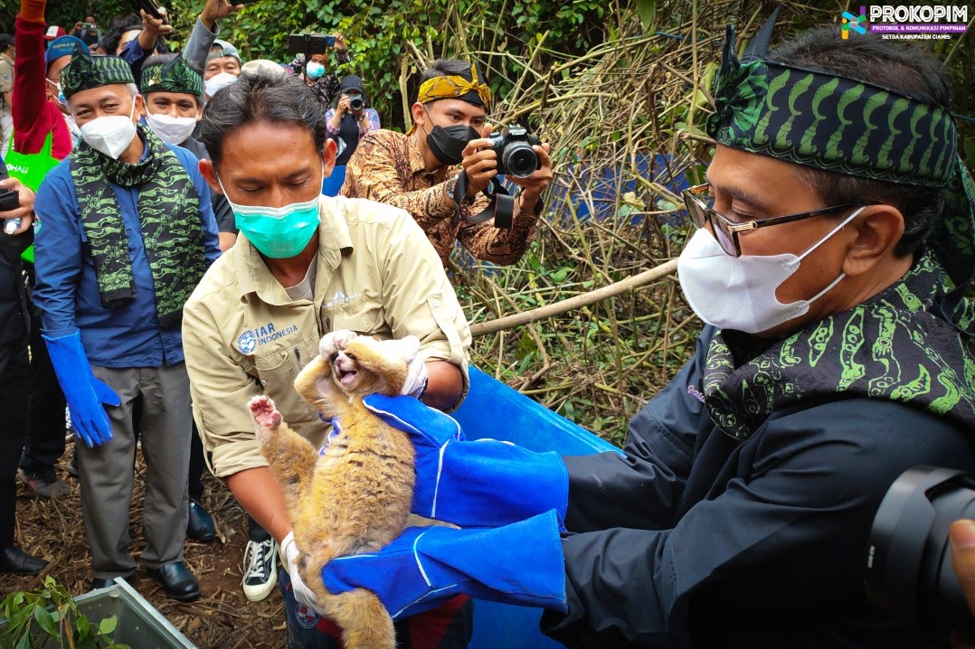 Bupati Ciamis Herdiat Sunarya melepasliarkan 12 ekor kukang Jawa (Nycticebus Javanicus) di Nusa Gede Panjalu, Panjalu, Ciamis.