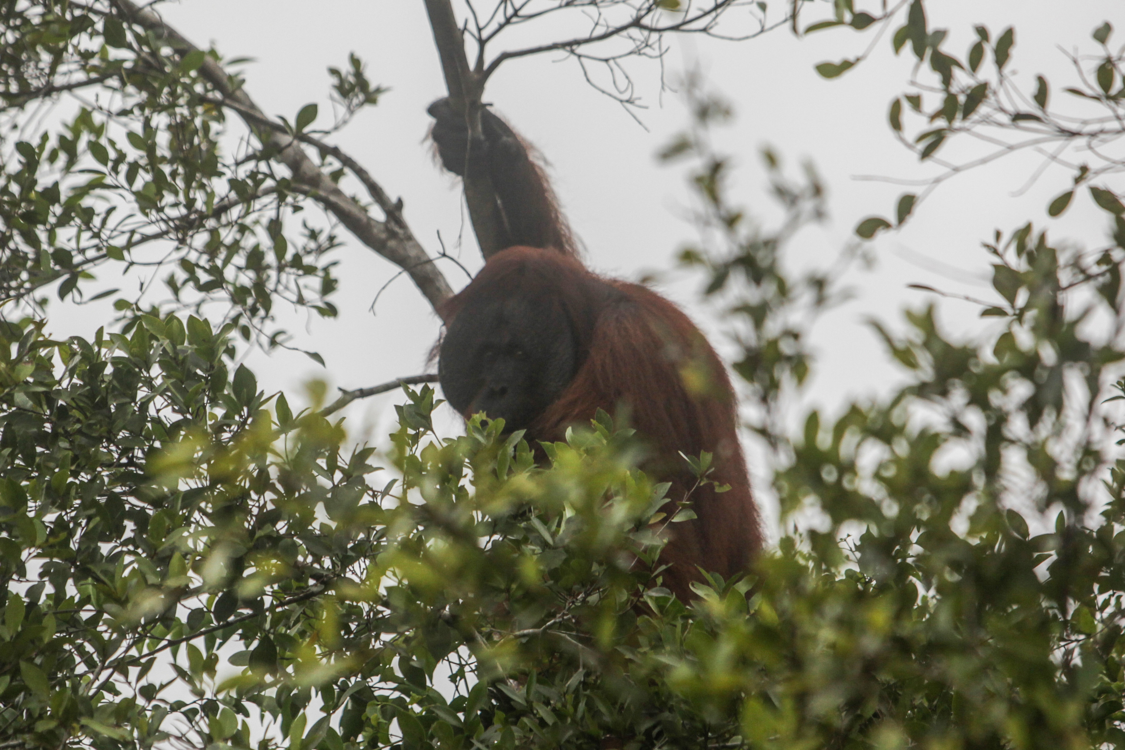 Orang utan bergelantungan di dahan pohon di kawasan Taman Nasional Tanjung Puting, Kabupaten Kotawaringin Barat, Kalimantan Tengah.