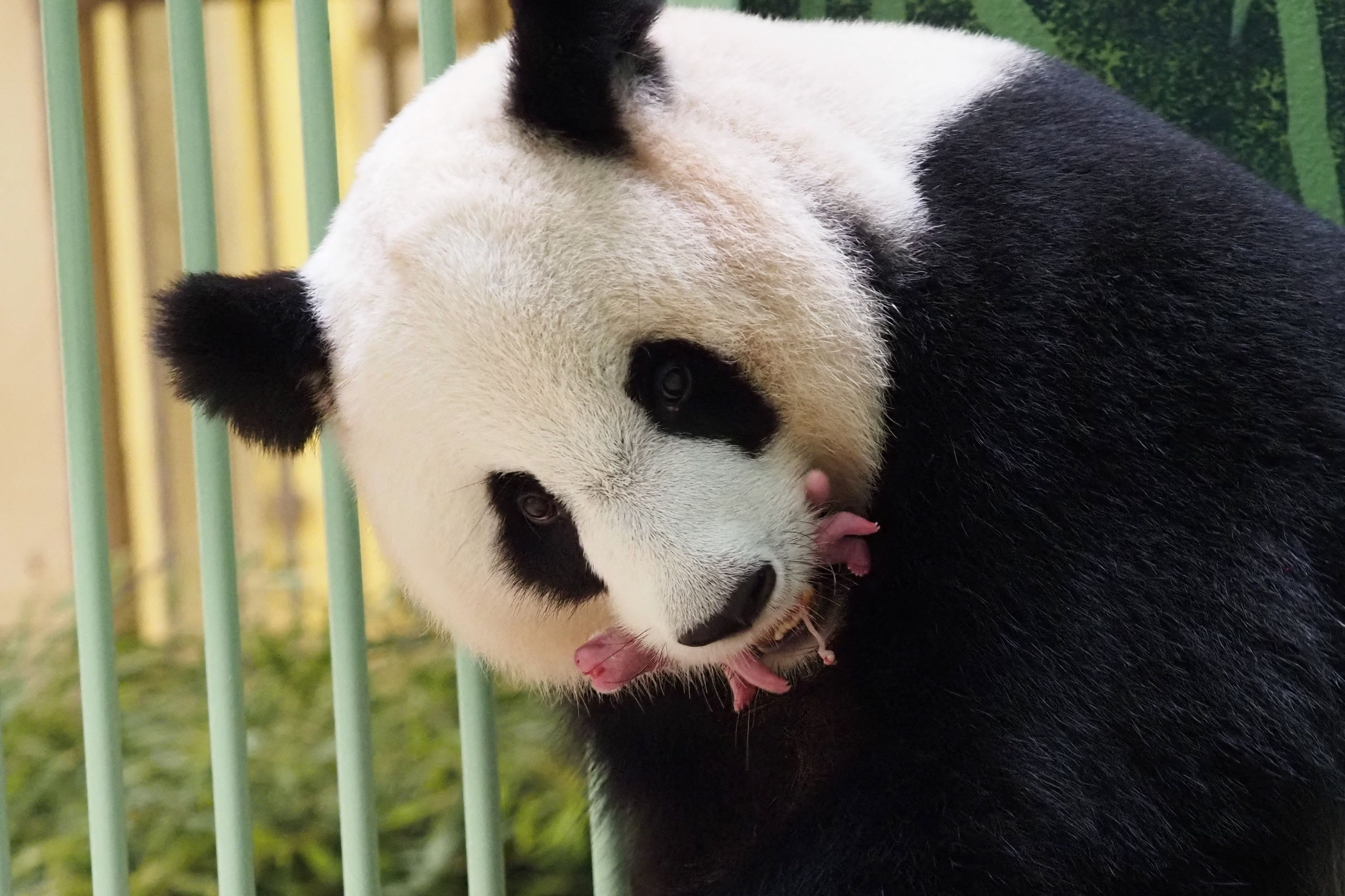 Panda betina Huan Huan membawa salah satu bayi kembarnya di sebuah kebun binatang di Prancis.