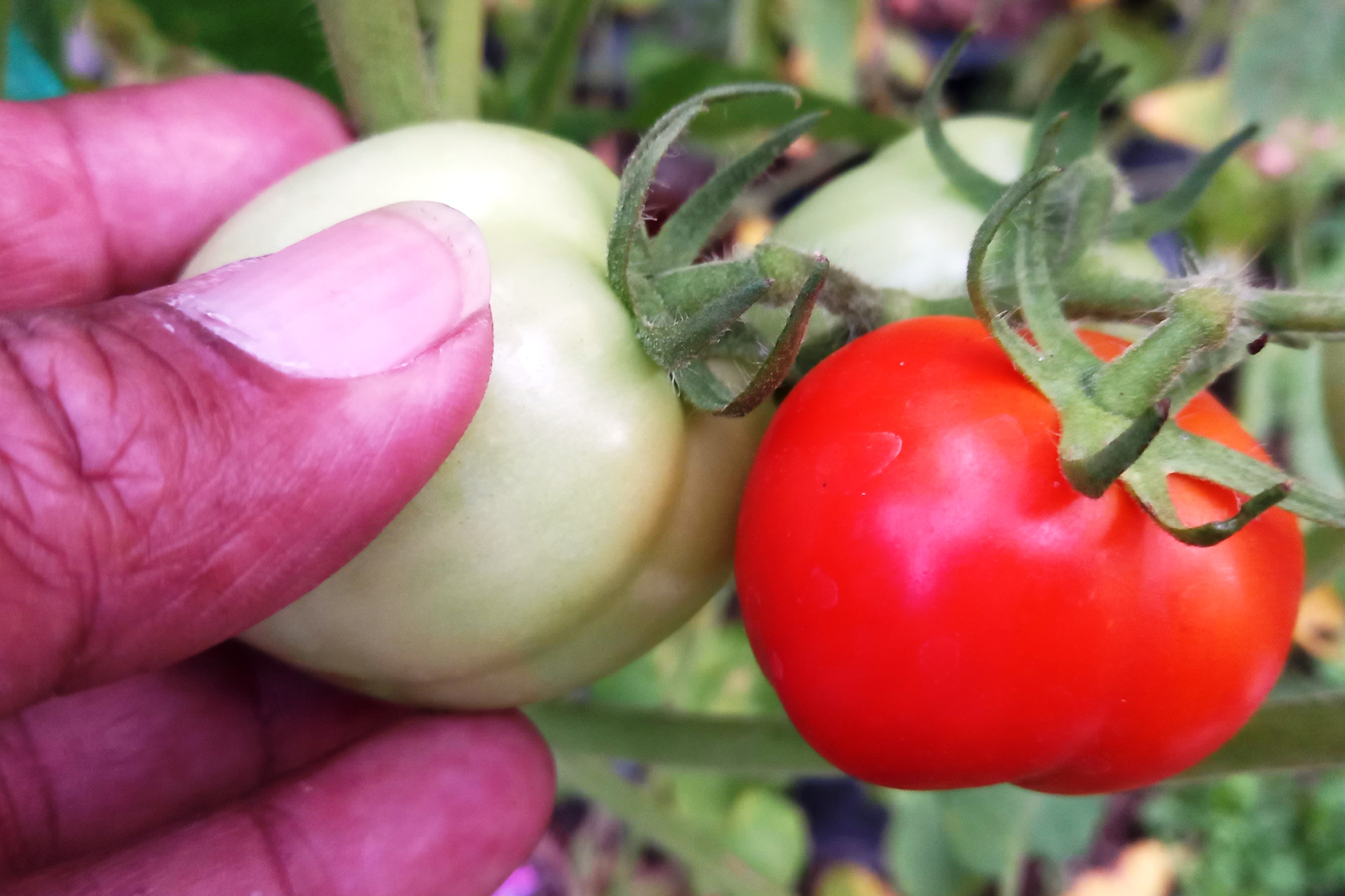 Petani sedang memanen buah tomat. 