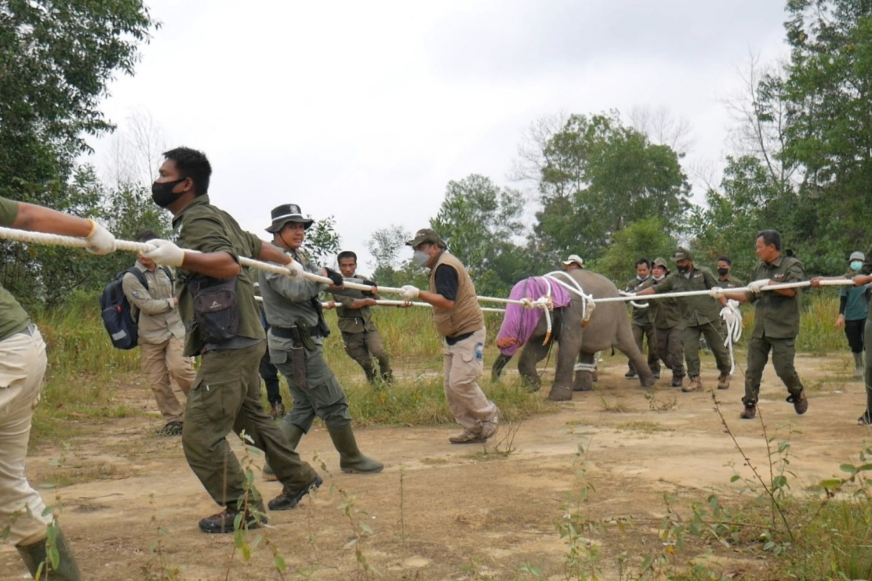 BKSDA Jambi Kembalikan Anak Gajah ke Kawanan Gajah Cinta