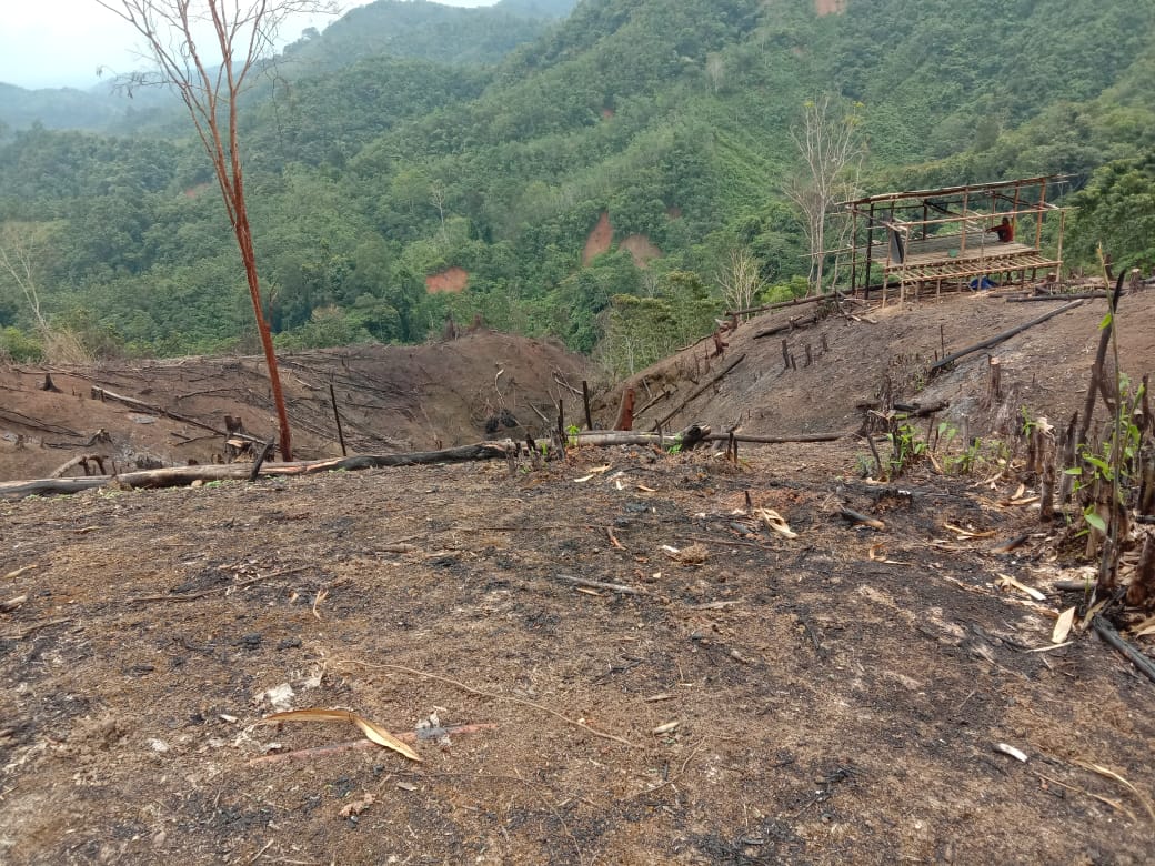 Kegiatan berladang (bahuma) masyarakat adat di Pegunungan Meratus