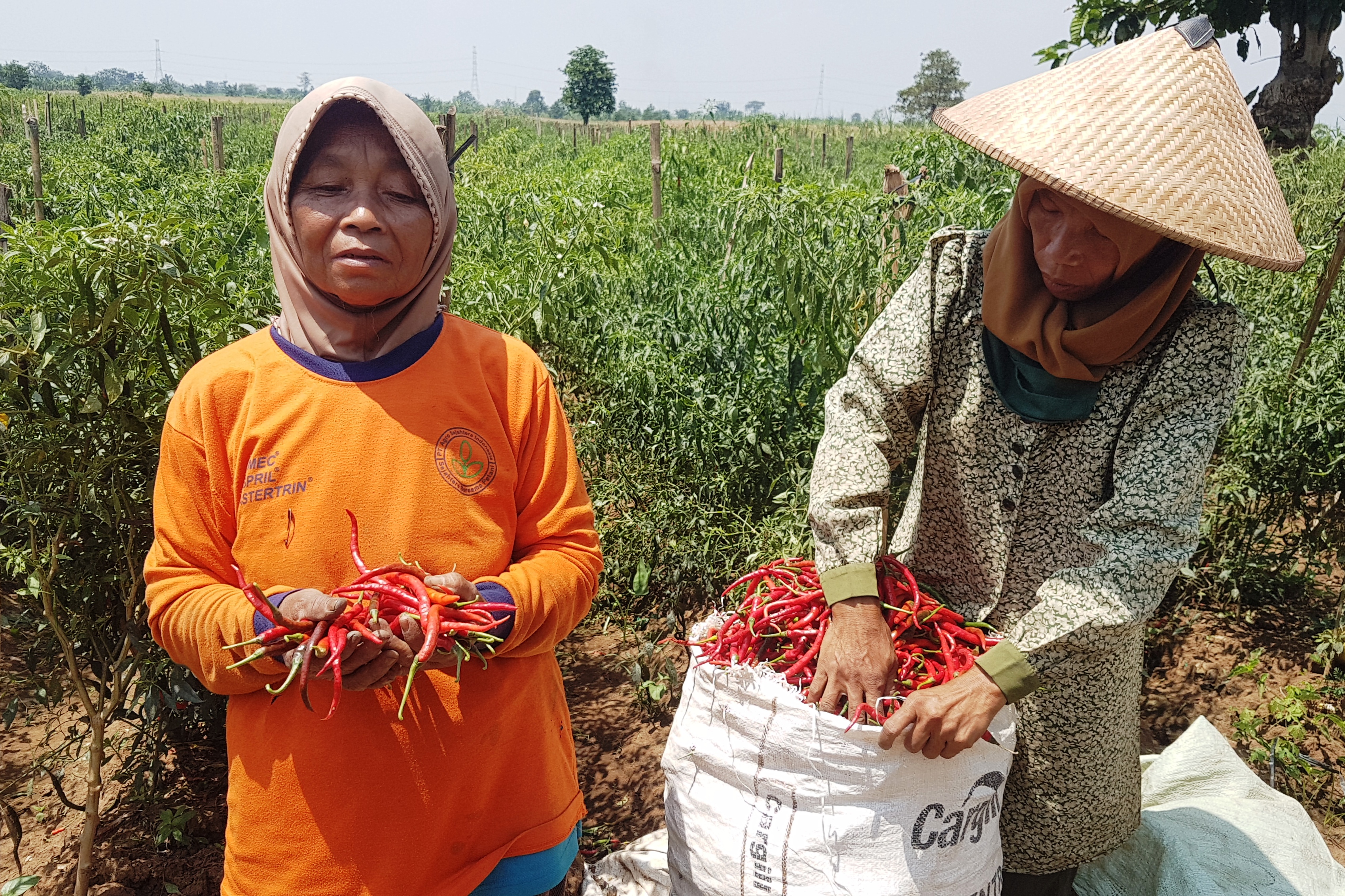  Petani menunjukkan cabai merah saat panen di Desa Kesambi, Kudus, Jawa Tengah, Rabu (25/8/2021).