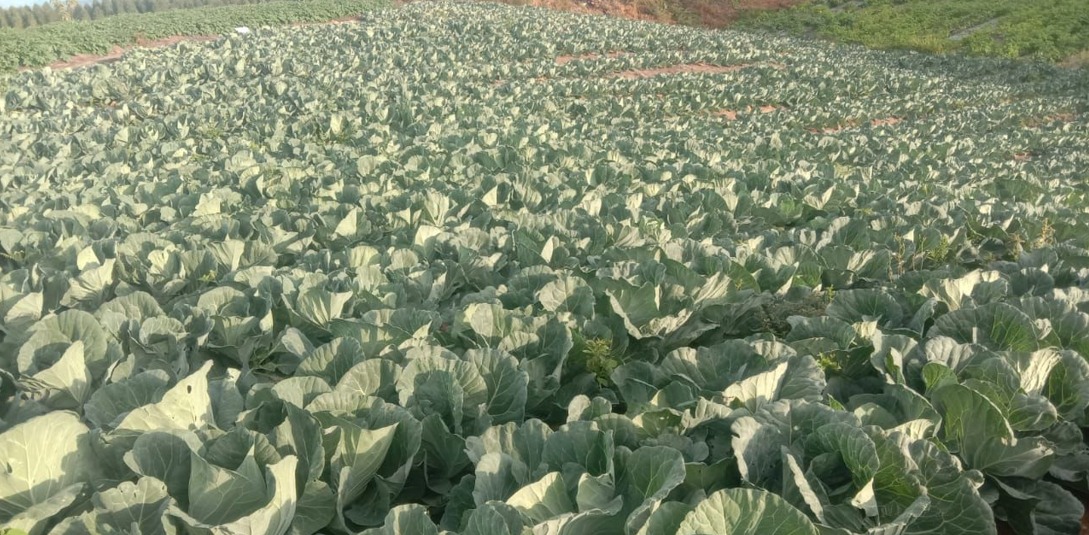 Kawasan Food Estate di Kabupaten Humbang Hasundutan, Sumatera Utara. 