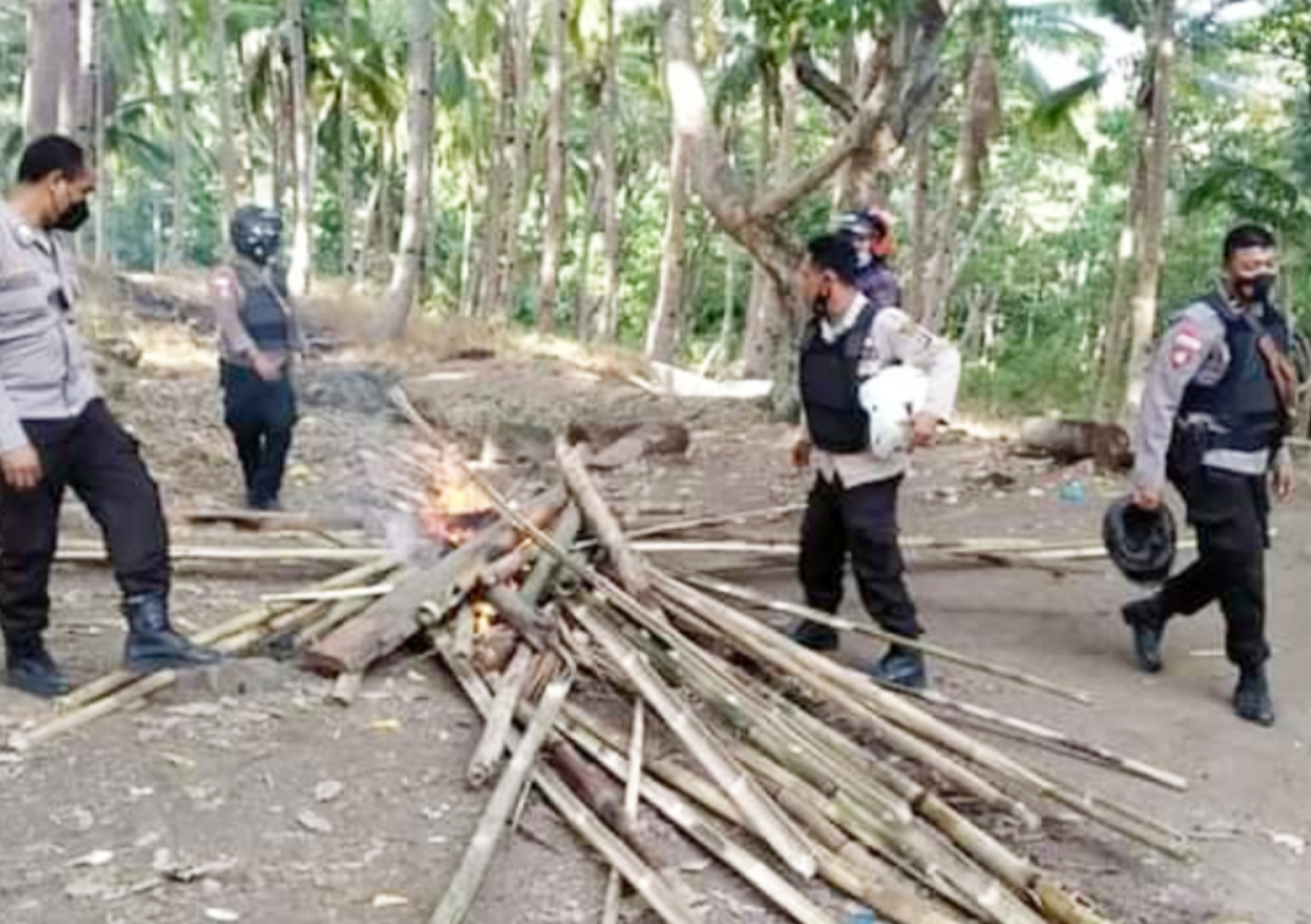 Anggota Polsek Bola membakar arena judi sabung ayam di Desa Hale.