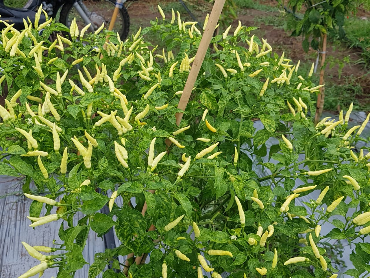 Tata Kelola Budi Daya yang Baik Dorong Cabai Indonesia Menuju Pasar Global