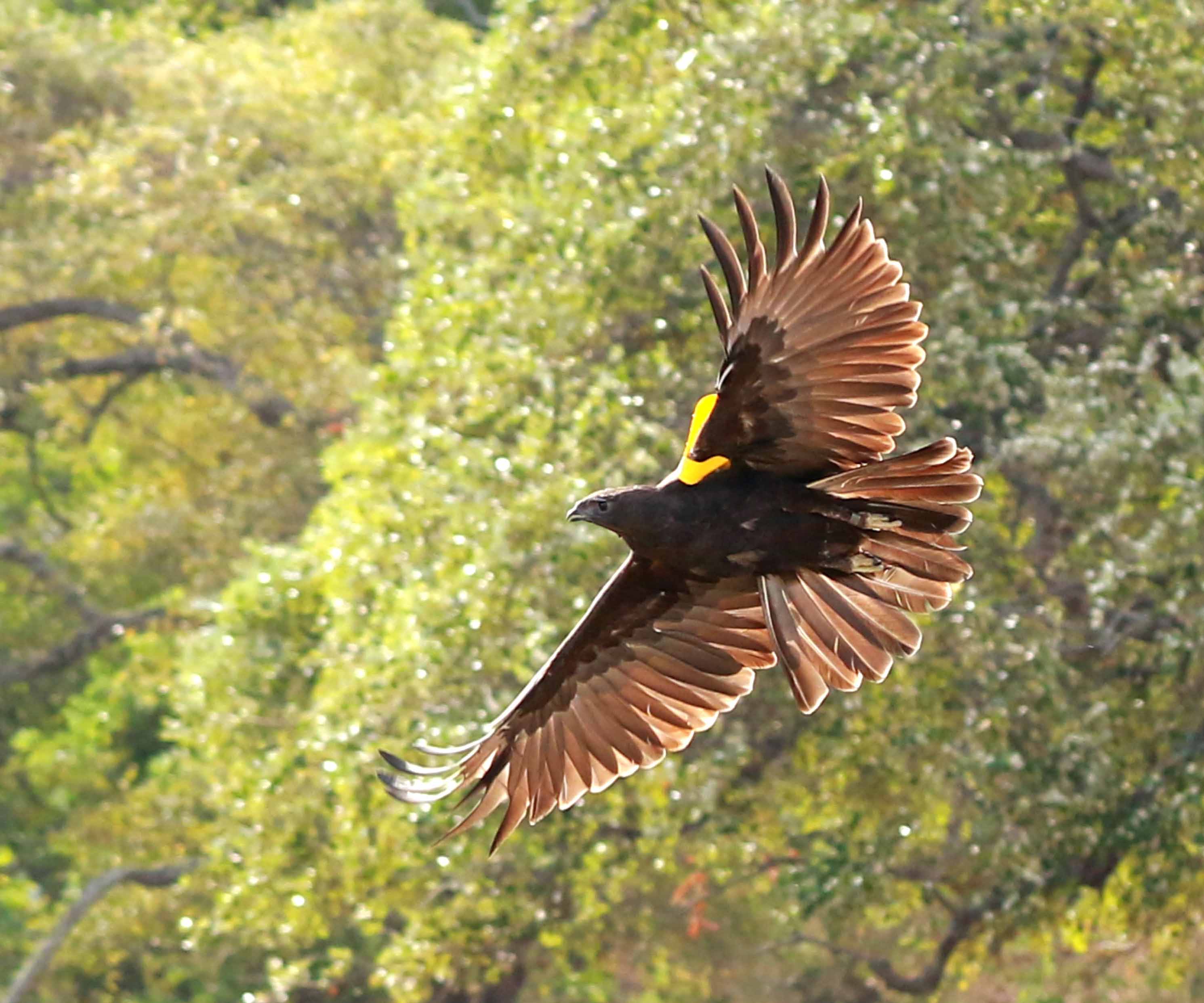 Elang ular bido termasuk satwa dilindungi di Indonesia.
