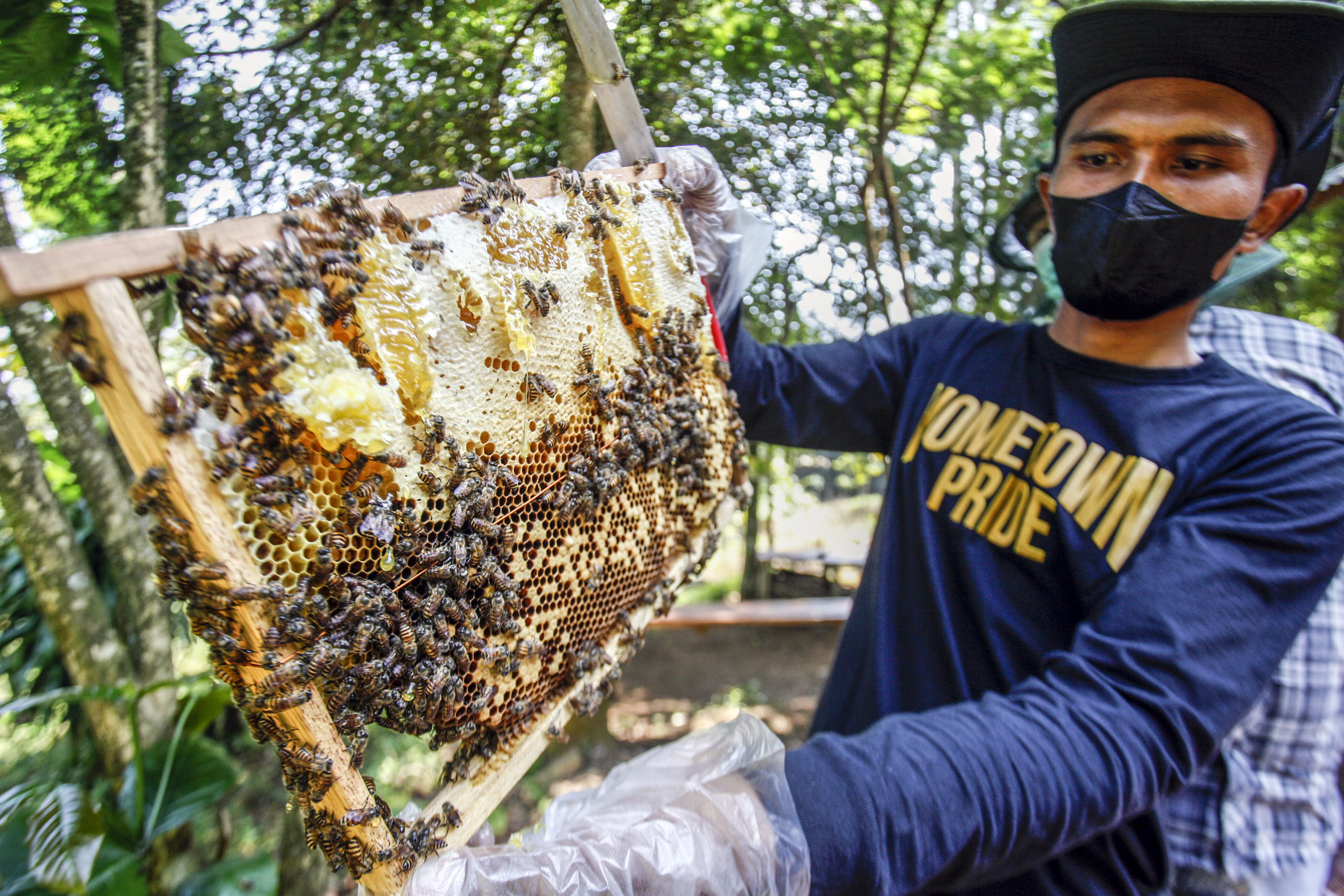  Petani mengambil sarang madu yang dihasilkan lebah madu.