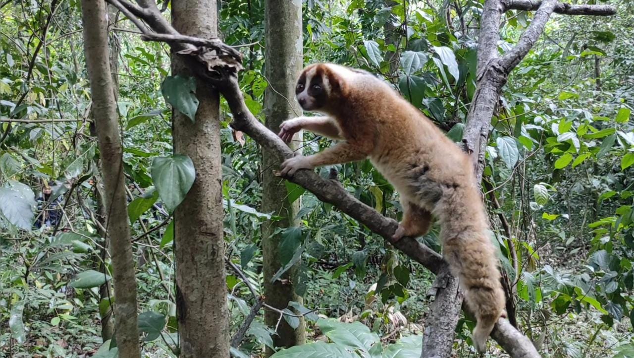 BKSDA Jateng Lepasliarkan Kukang Jawa di Hutan Temanggung