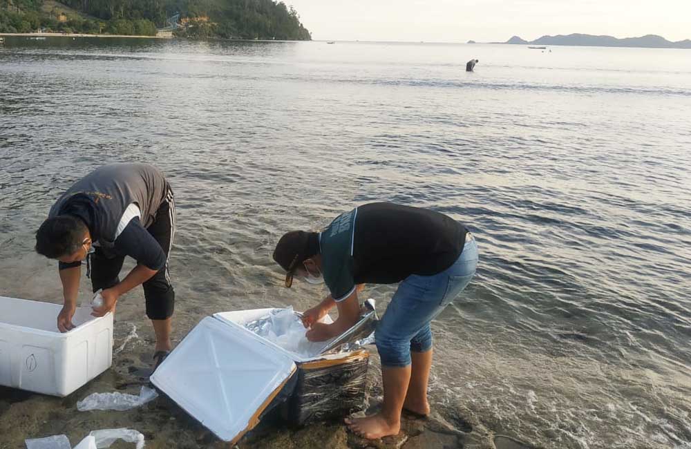 Aparat Polda Jambi tengah melepaskan benih lobster hasil sitaan