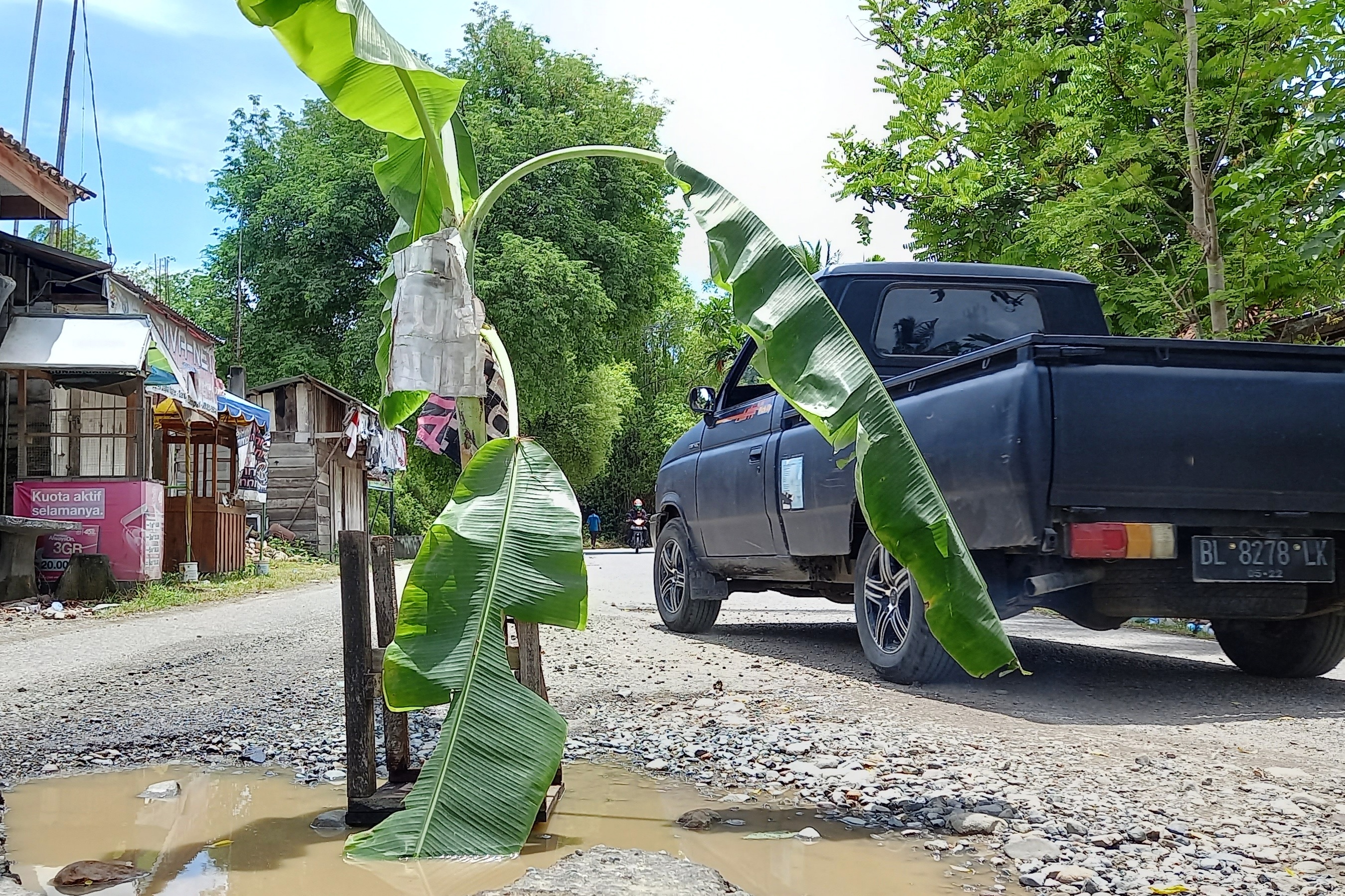Protes Jalan Rusak, warga Tanam Pisang