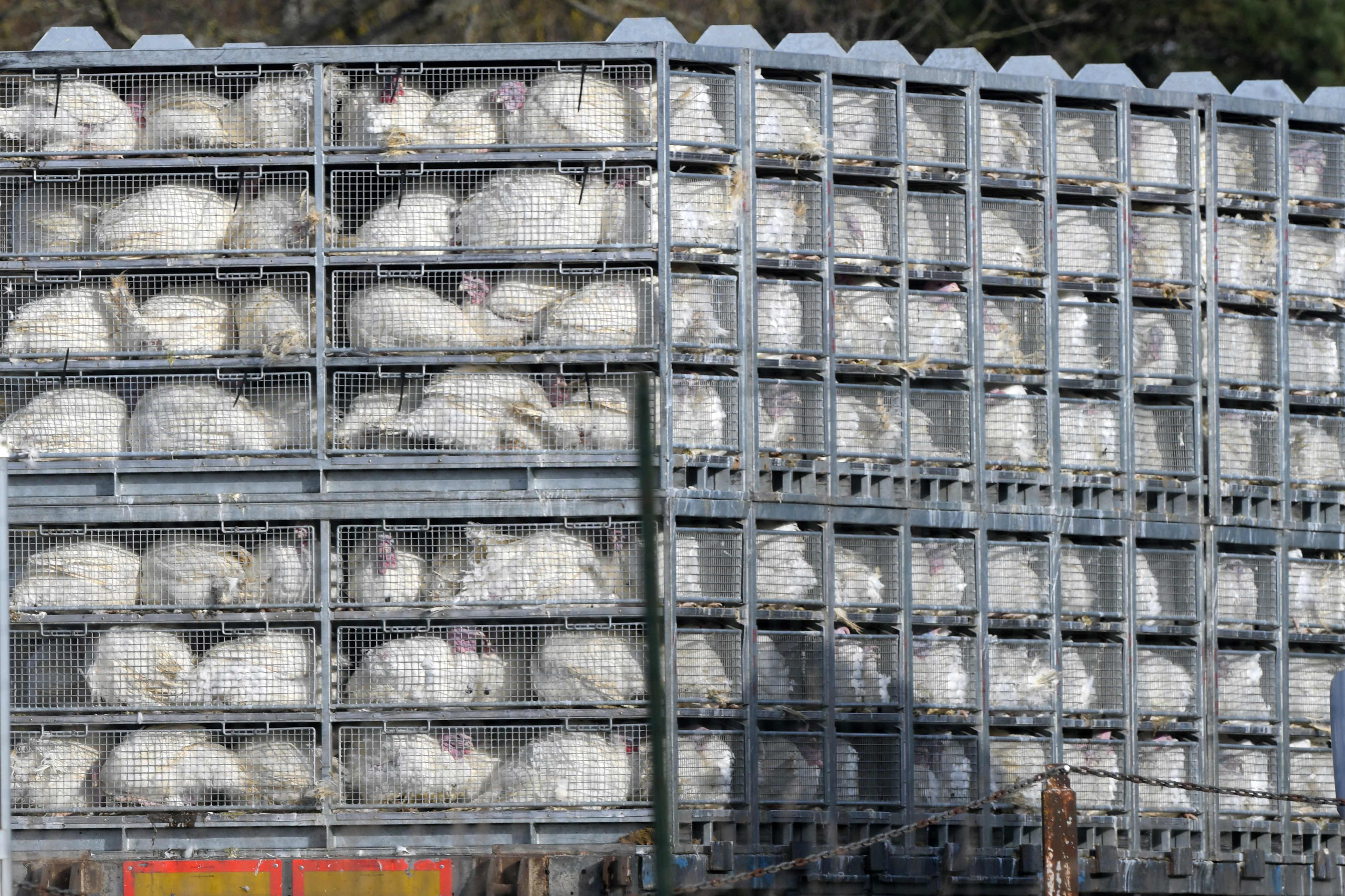 Truk membawa unggas di Blancafort, Prancis.