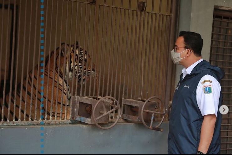 Gubernur DKI Jakarta Anies Baswedan (kanan) menengok harimau yang sempat positif covid-19 di Kebun Binatang Ragunan.