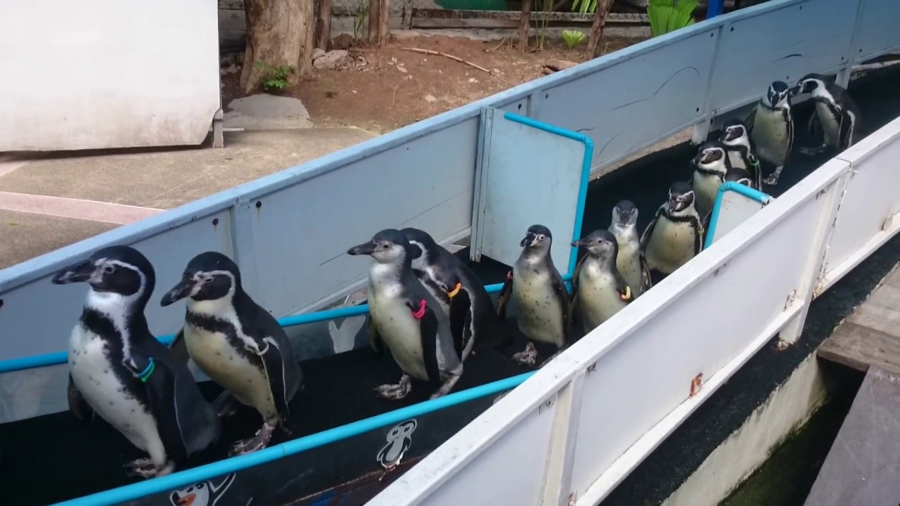 Kisah Penguin di Kebun Binatang Thailand yang Rindu Penonton