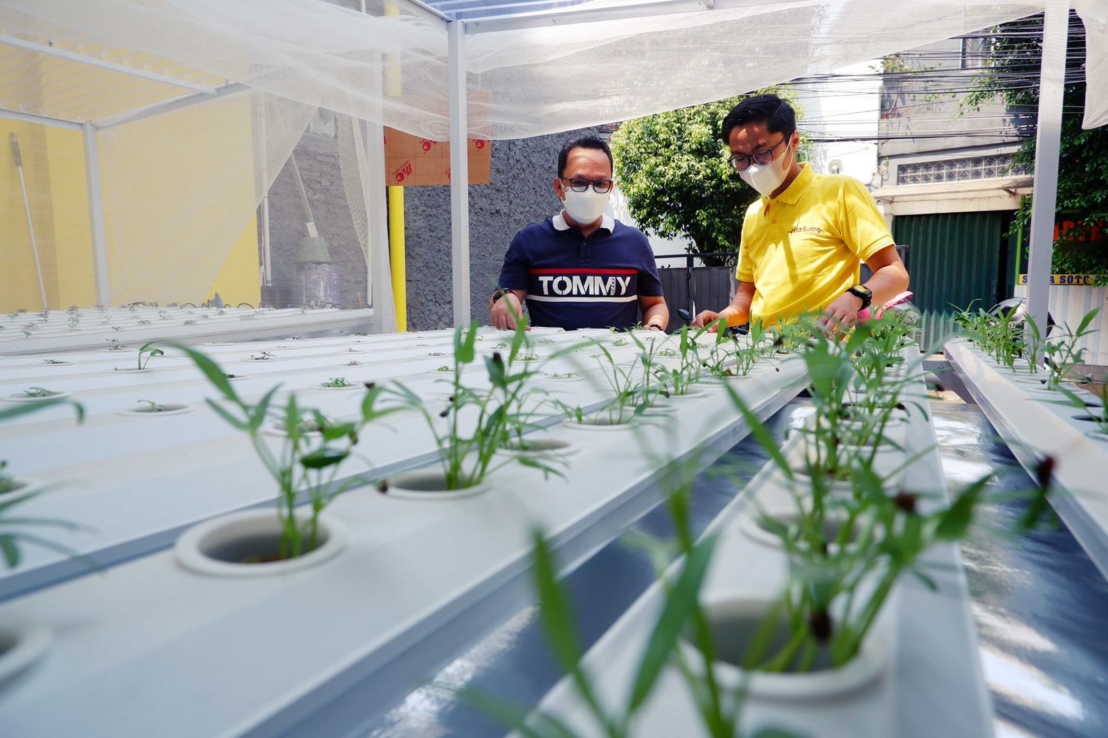 Bantuan instalasi hidroponik dari WOM Finance