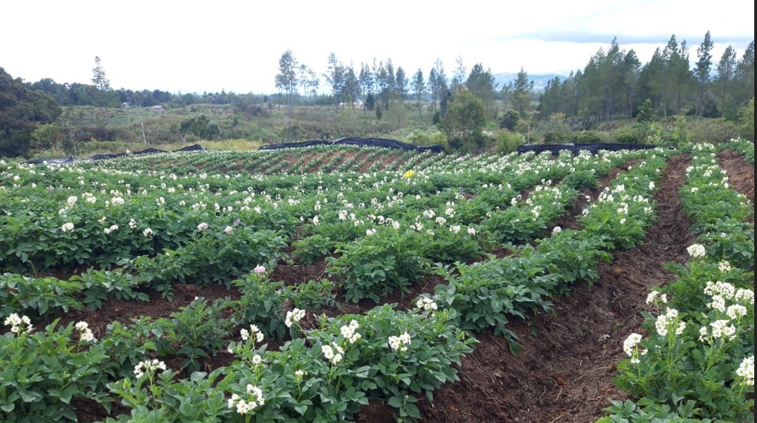 Kementan terus mengembangkan program food estate yang menciptakan pertanian inklusif.