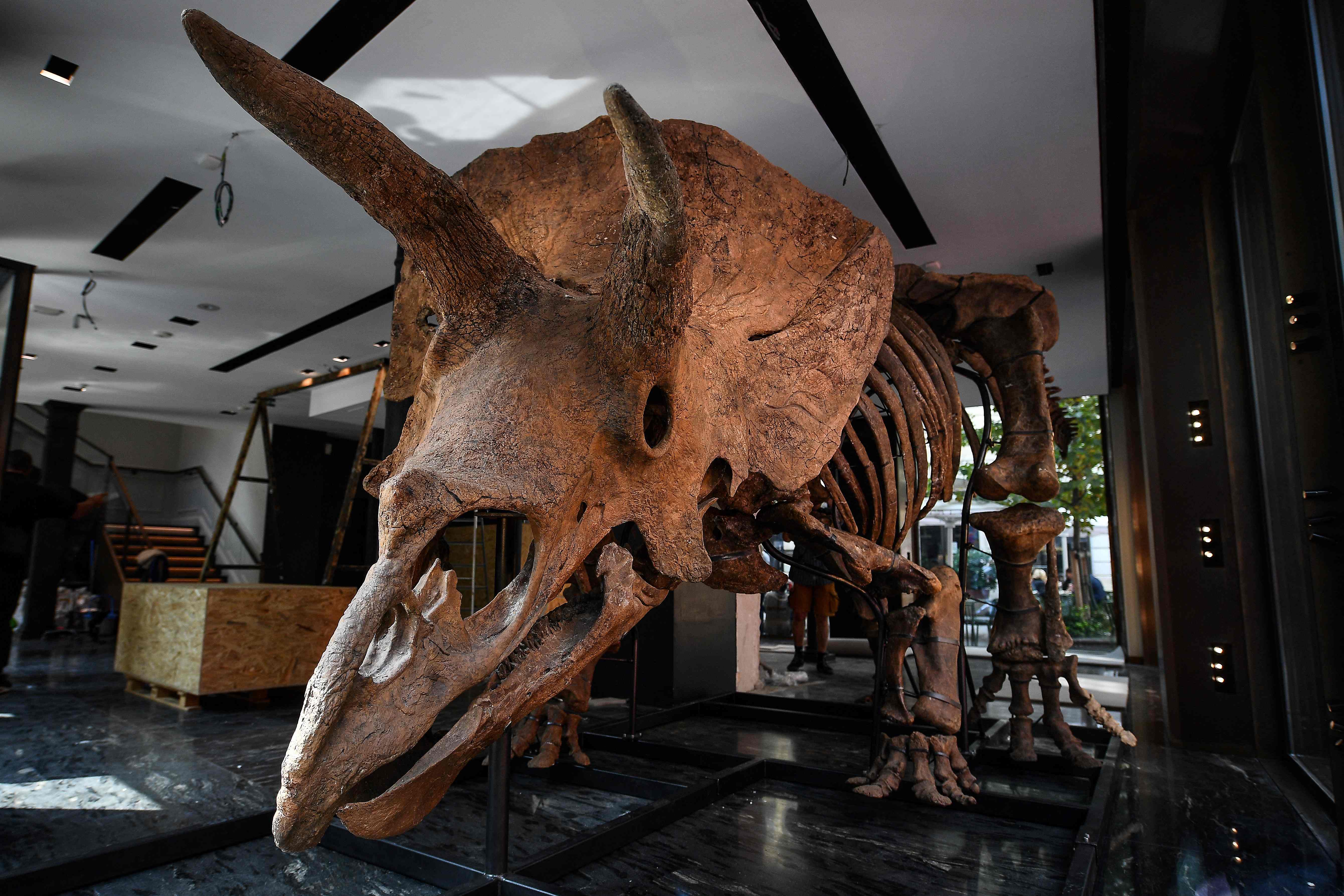 Kerangka Big John, Triceratops terbesar di dunia. 