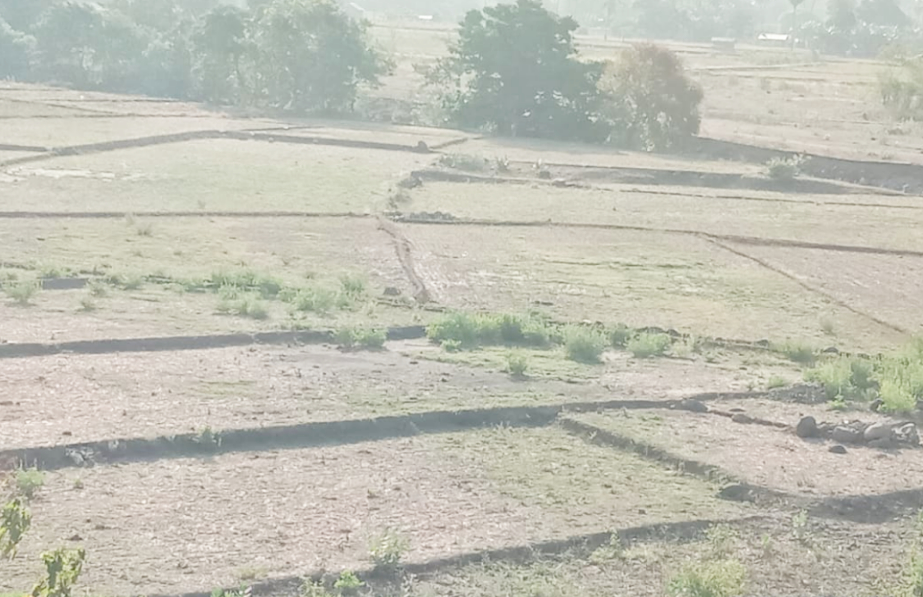 Sawah petani di Desa Reroroja mengalami kekeringan akibat rusaknya Bendungan Punaka.
