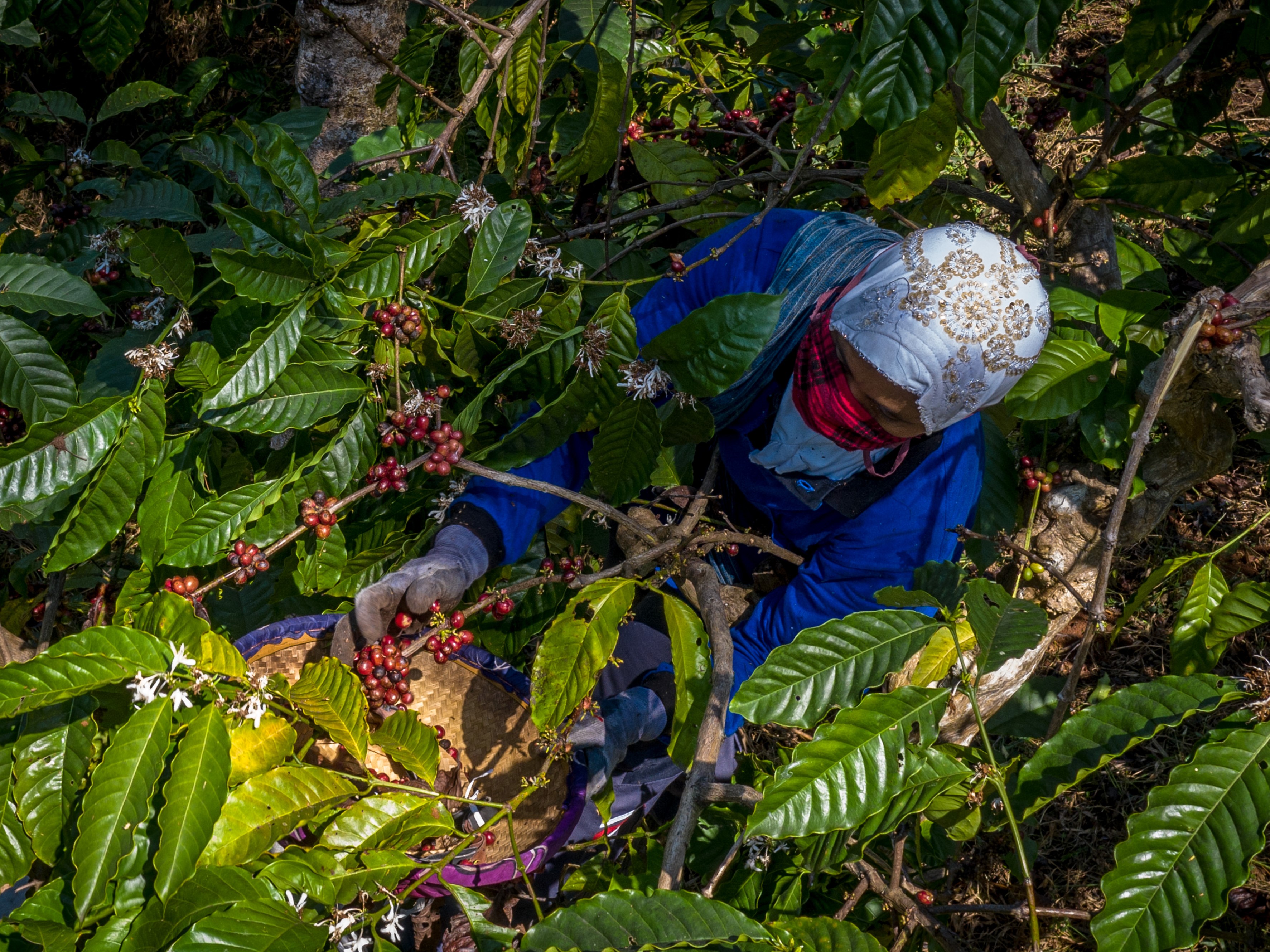 Pekerja memetik biji kopi robusta saat panen raya di Perkebunan Kopi Getas, Afdeling Assinan, PT Perkebunan Nusantara IX. 