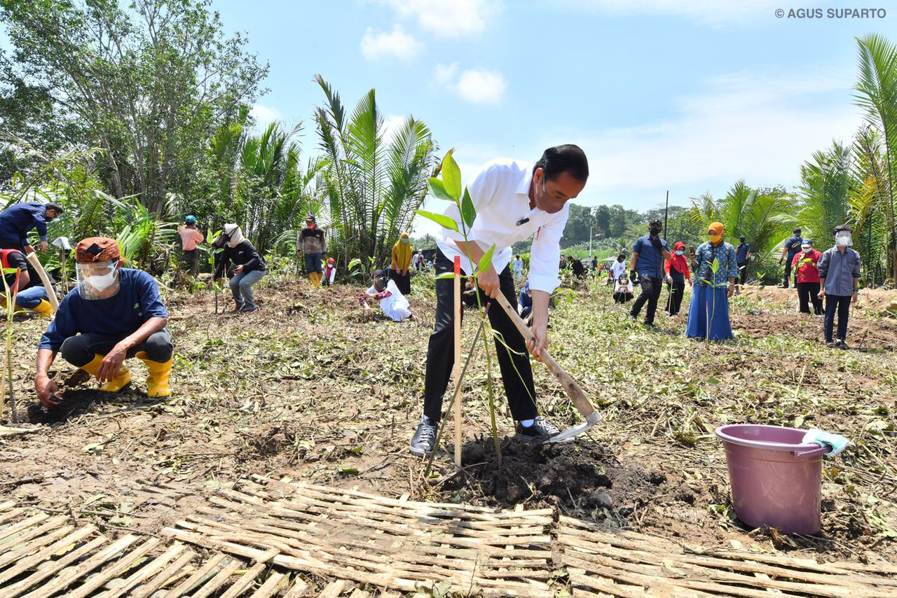 Presiden Joko Widodo melakukan penanaman Pohon Mangrove