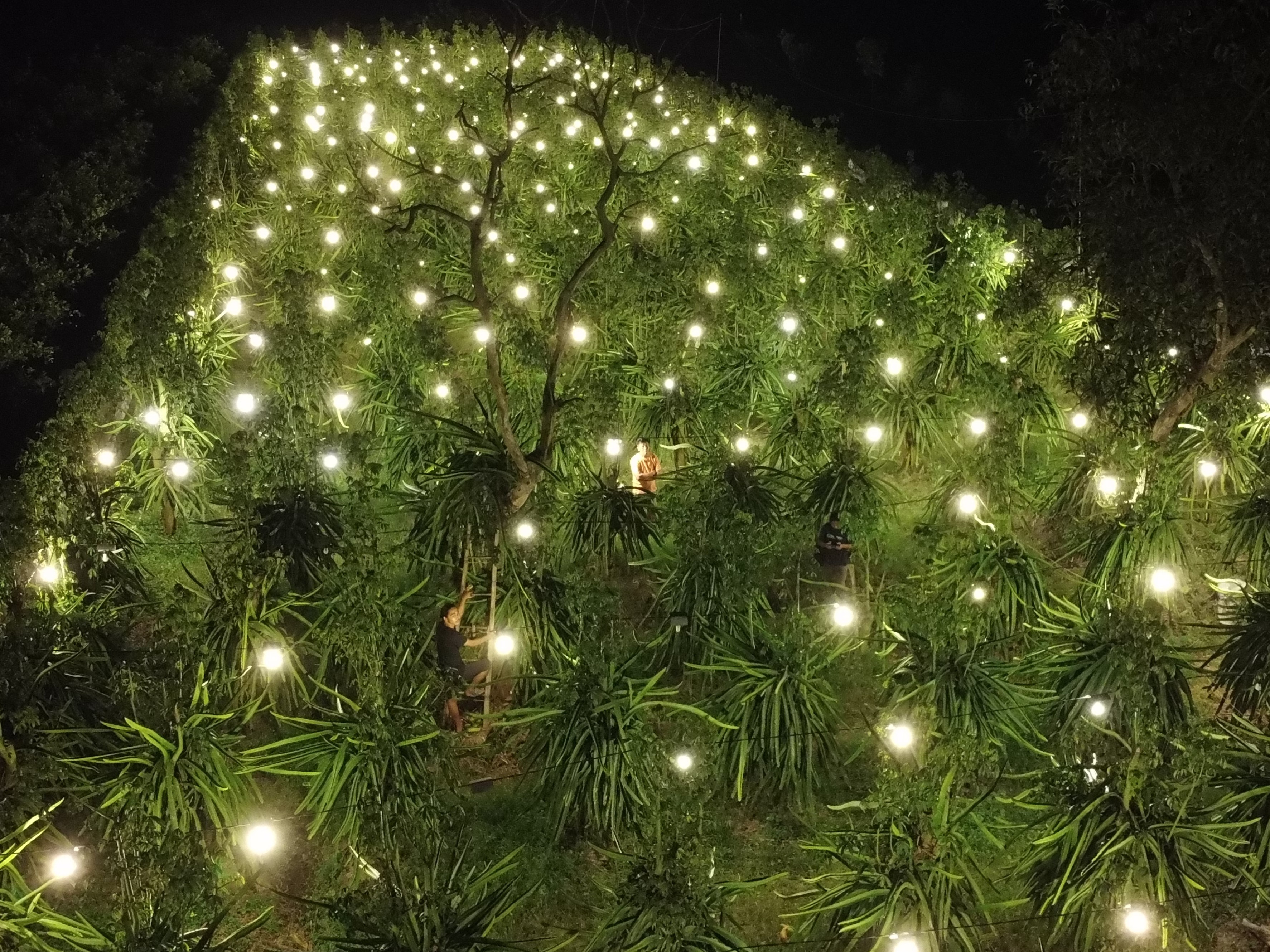 Petani mengecek kebun buah naga yang disinari lampu di Purwoharjo, Banyuwangi, Jawa Timur, Minggu (29/8).