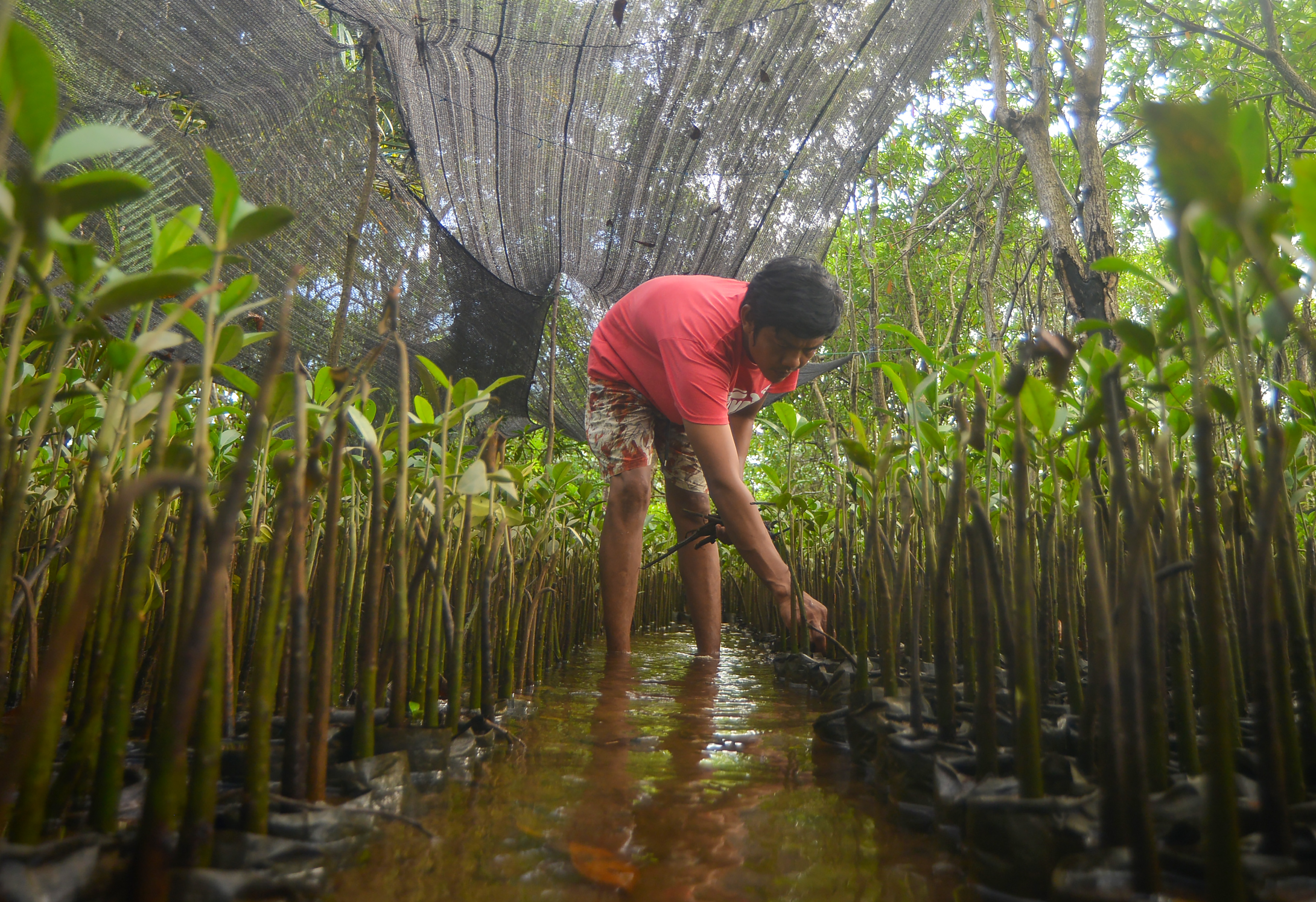  Seorang aktivis lingkungan menyemai benih mangrove di Sumatra Barat