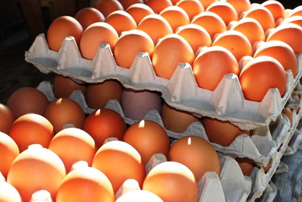 Strategi Kementan dalam Stabilisasi Harga Telur Ayam Ras