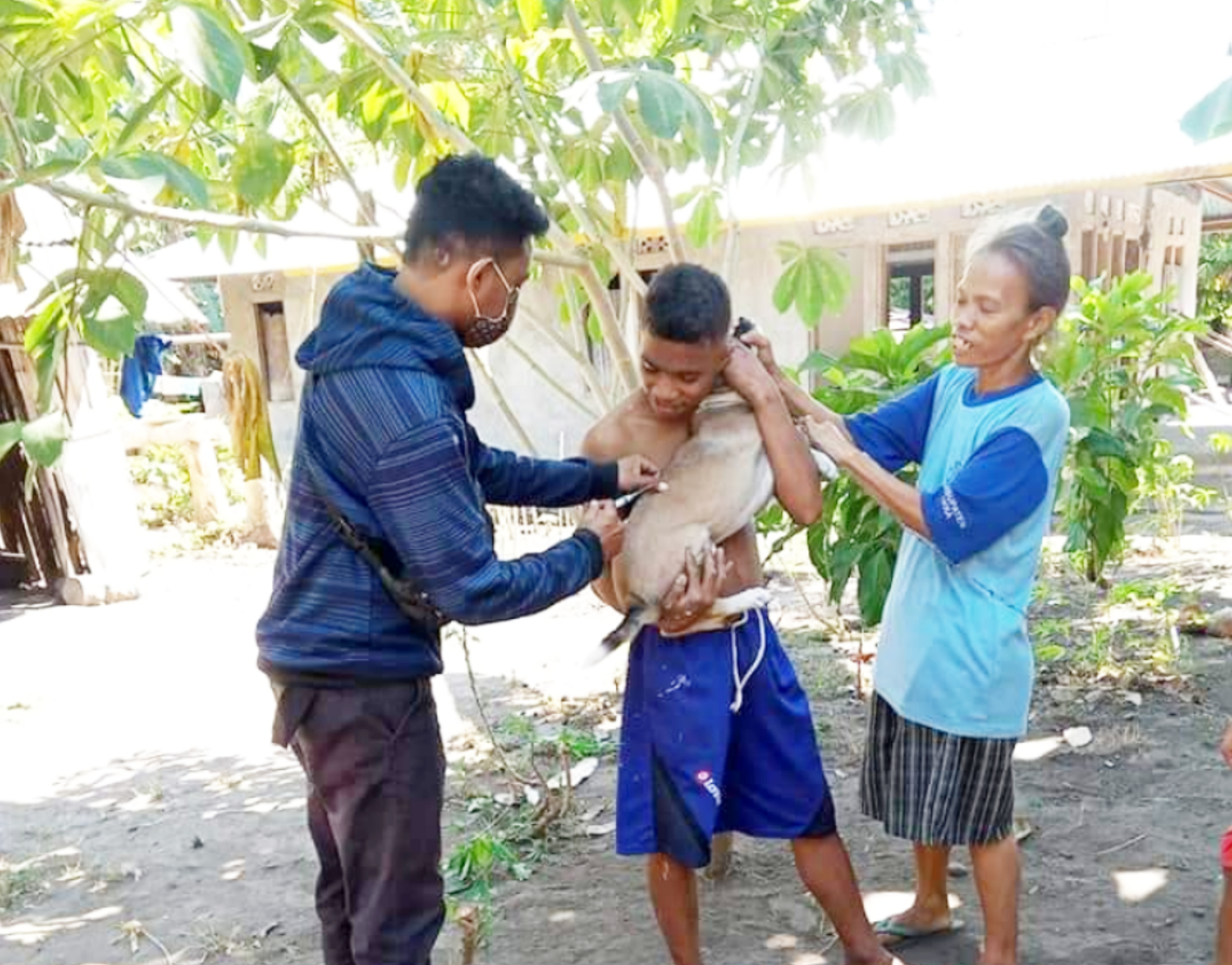 Petugas memvaksinasi rabies hewan peliharan, seperti anjing, kucing did aerah perbatasan Kabupaten Sikka, Senin (13/9)