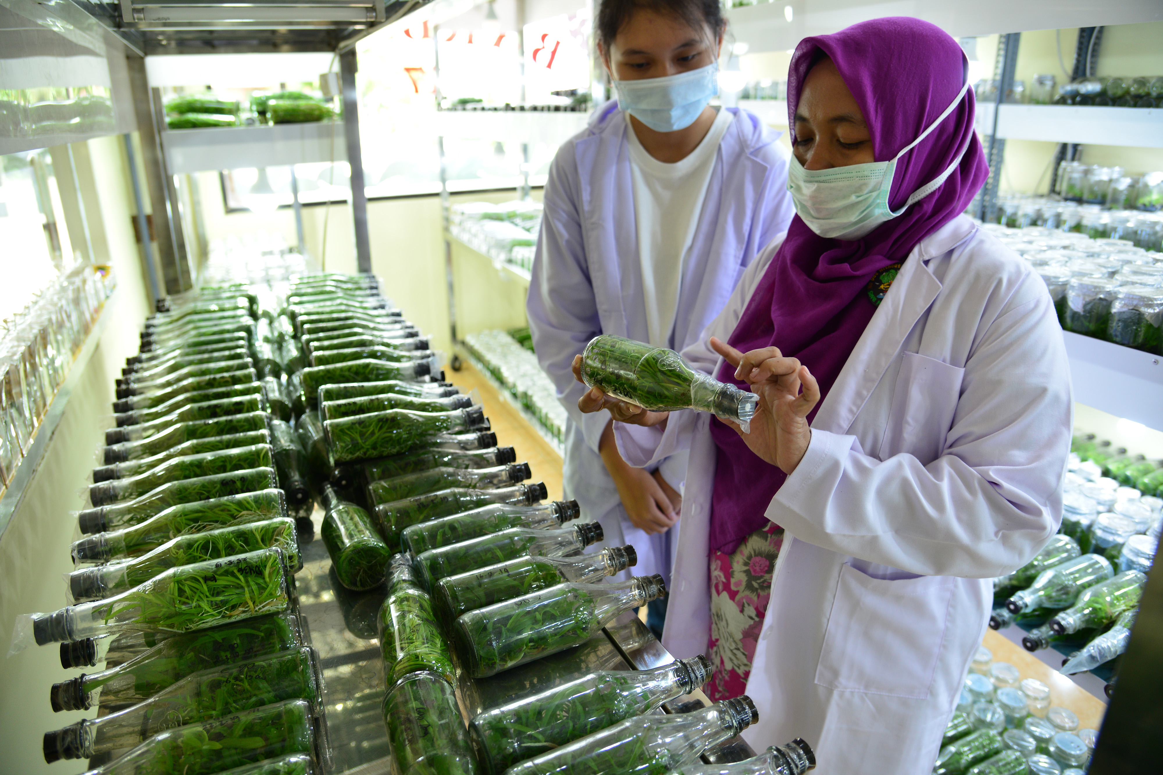 etugas Laboratorium Kultur Jaringan mengamati bibit tanaman anggrek di Laboratorium Pusat Pembibitan Tanaman Anggrek Benowo, Surabaya.