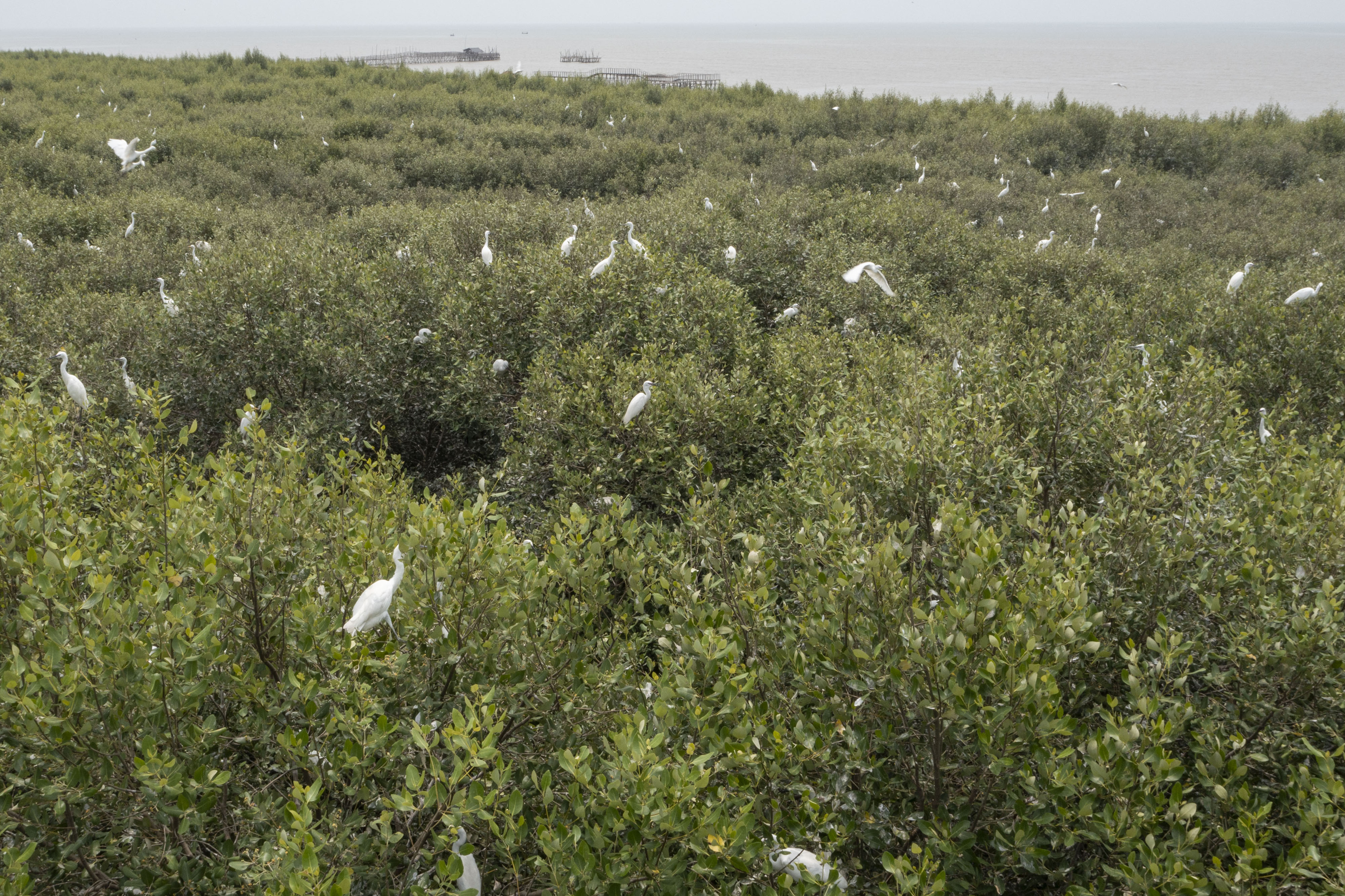 Kawasan hutan mangrove di Pantai Pasir Putih, Desa Sukajaya, Kecamatan Cilamaya Kulon, Karawang, Jawa Barat. 